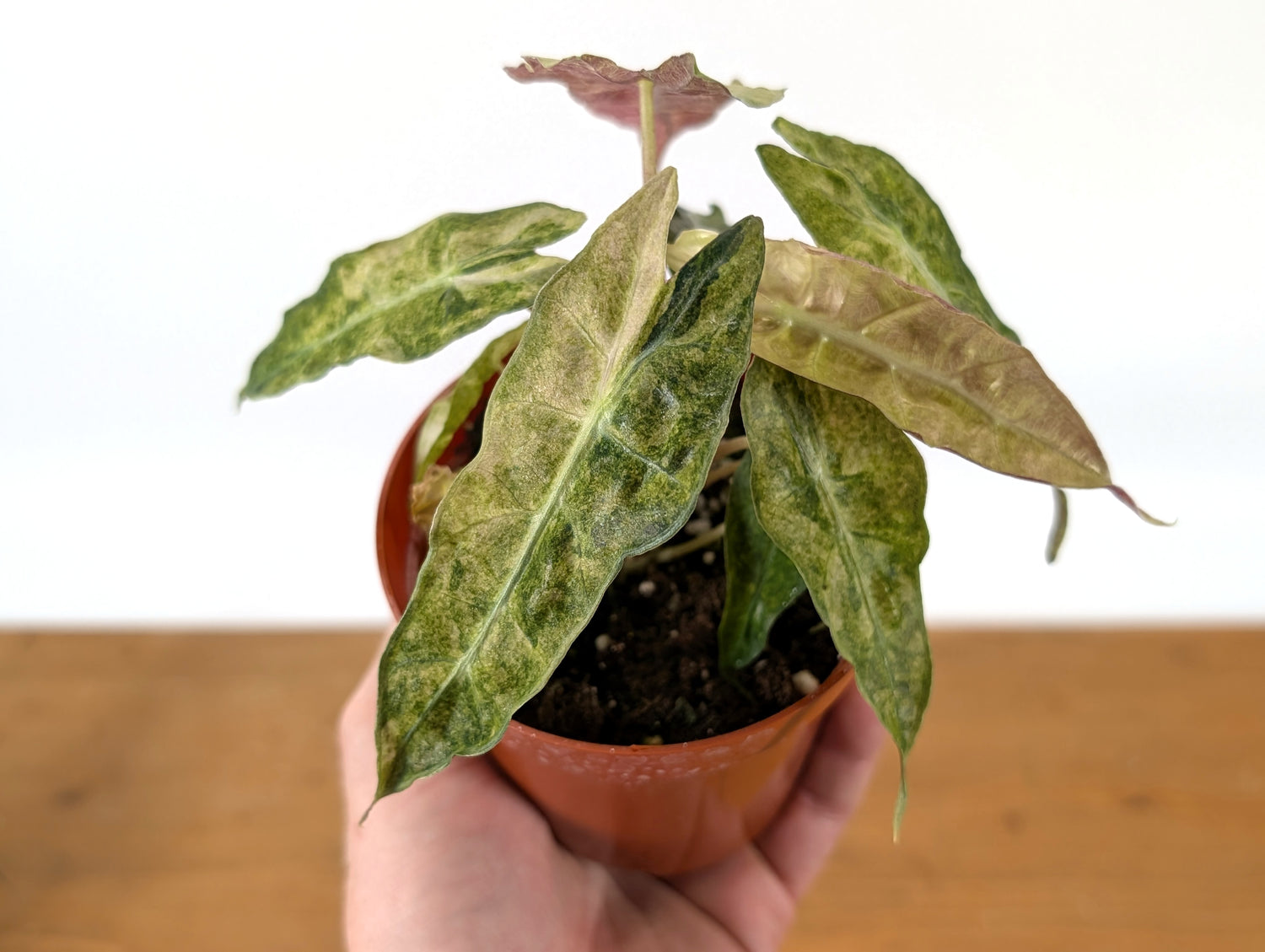Alocasia Polly Variegated Ghost Mint