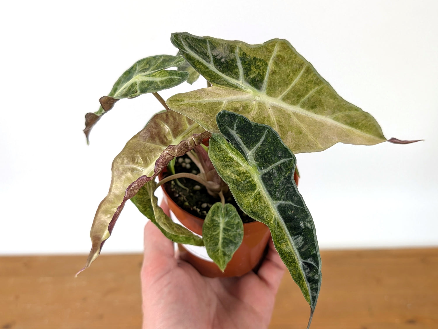 Alocasia Polly Variegated Ghost Mint