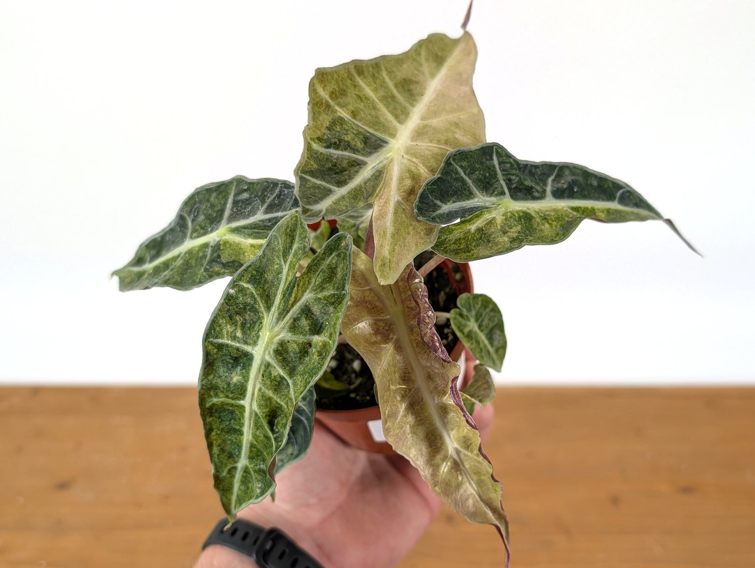 Alocasia Polly Variegated Ghost Mint