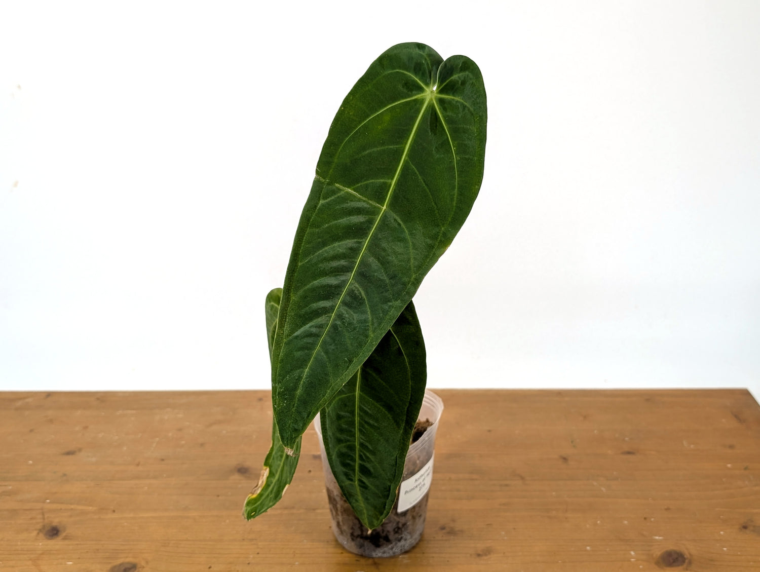 Anthurium Princess of Hearts (Warocqueanum x Warocqueanum Esmeralda)