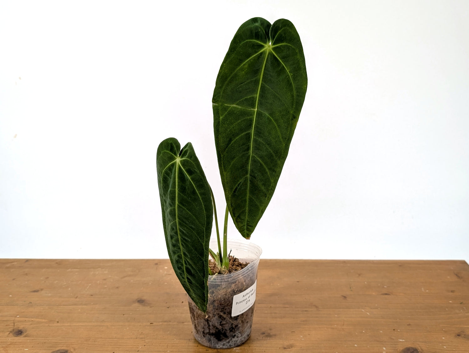 Anthurium Princess of Hearts (Warocqueanum x Warocqueanum Esmeralda)
