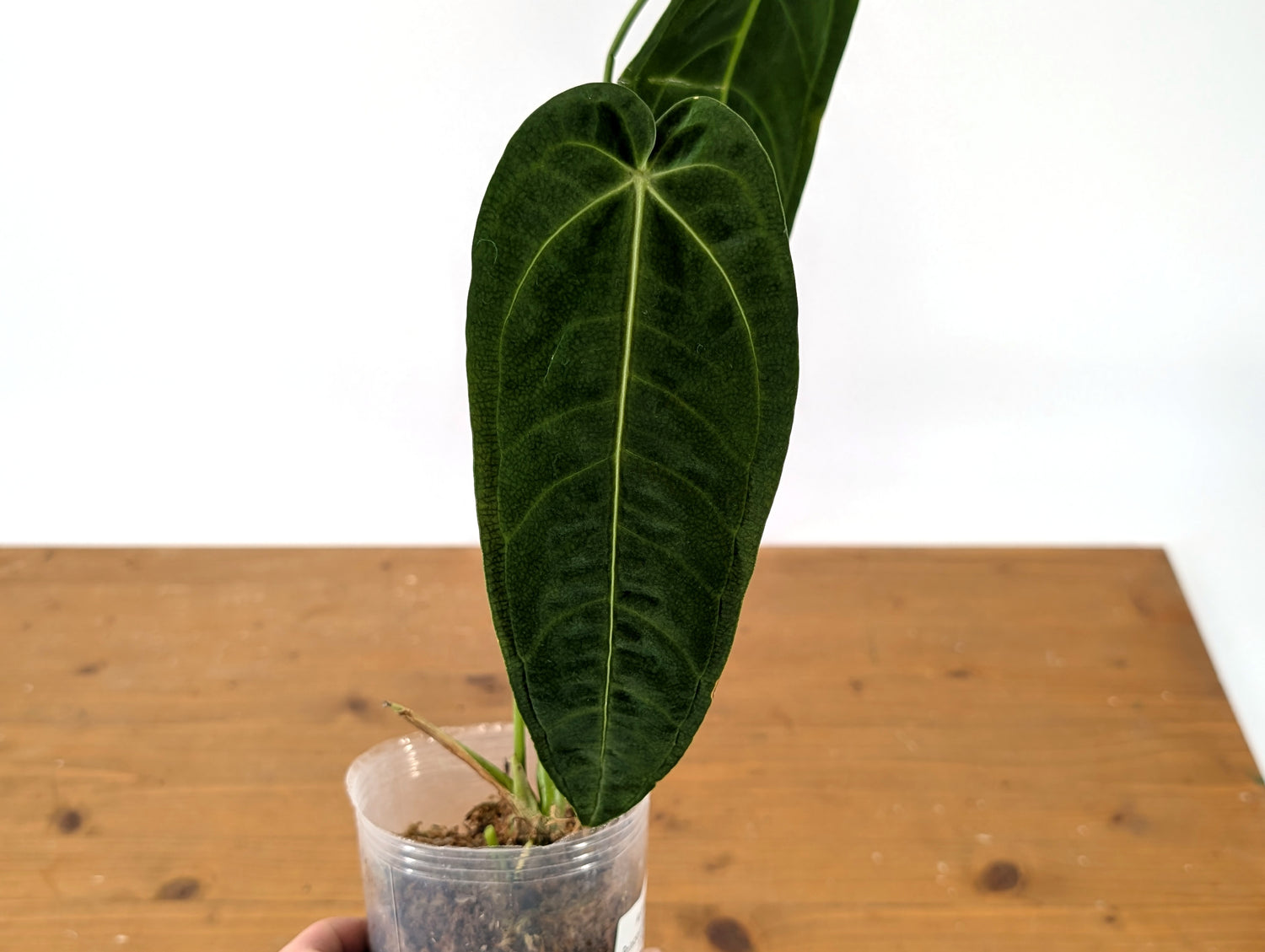 Anthurium Princess of Hearts (Warocqueanum x Warocqueanum Esmeralda)