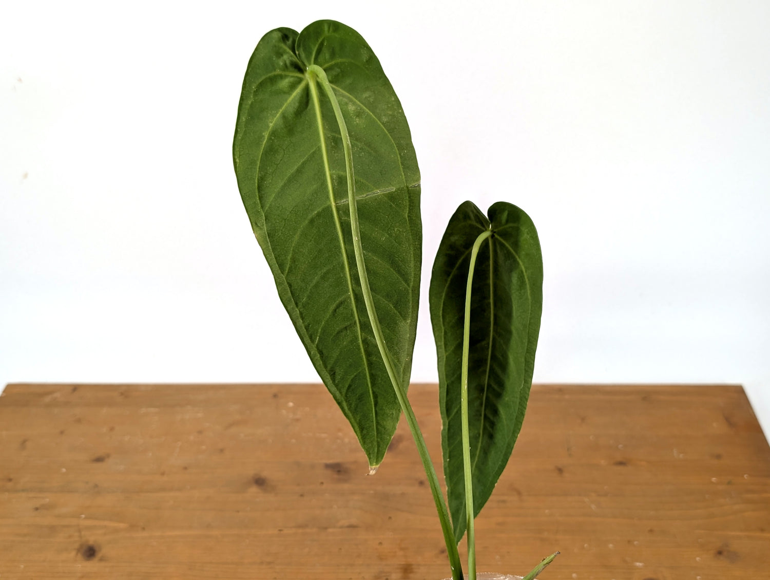 Anthurium Princess of Hearts (Warocqueanum x Warocqueanum Esmeralda)