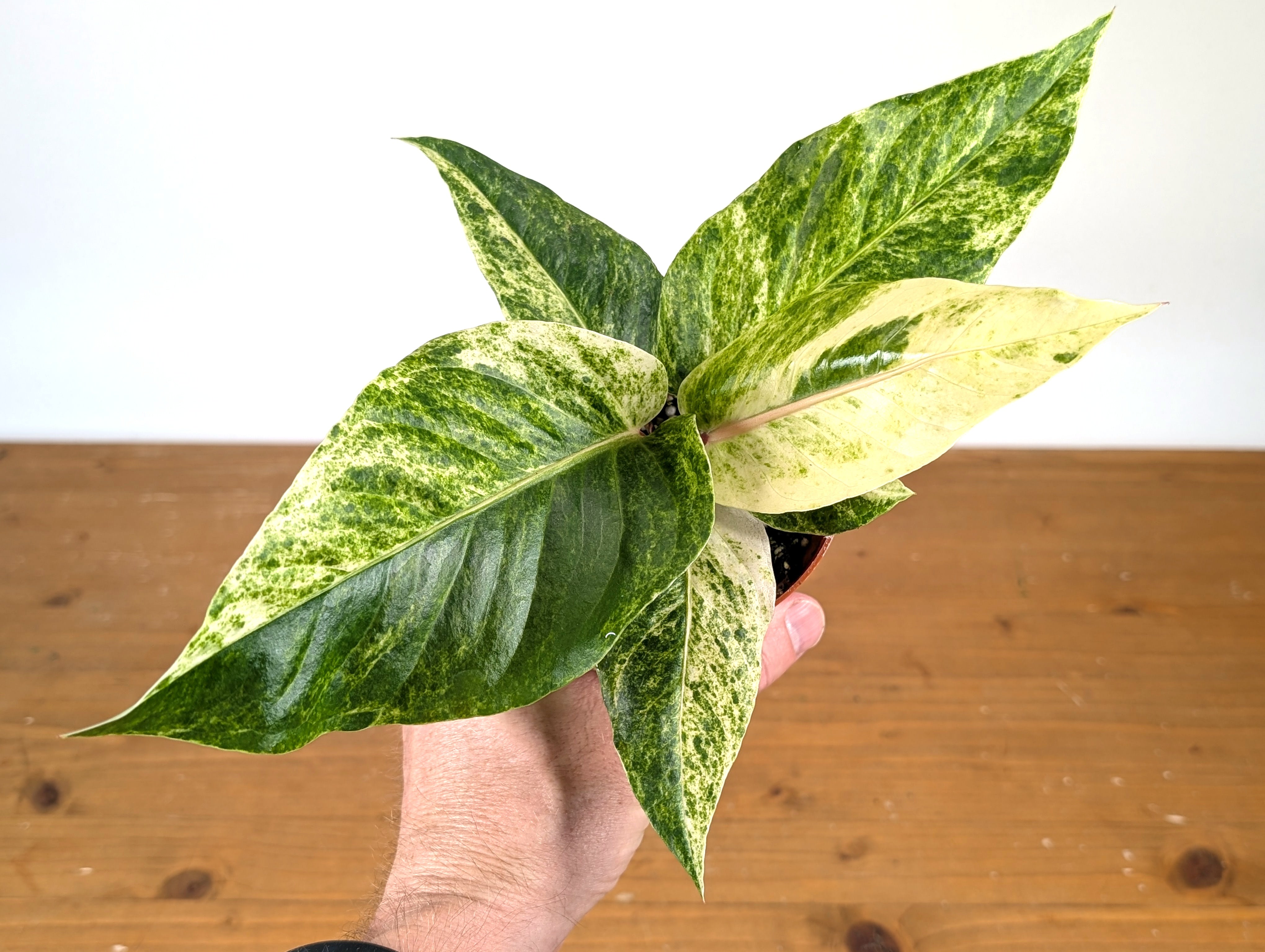anthurium renaissance variegated Anthurium Hookeri Variegated x Renaissance – Plantamani Plants