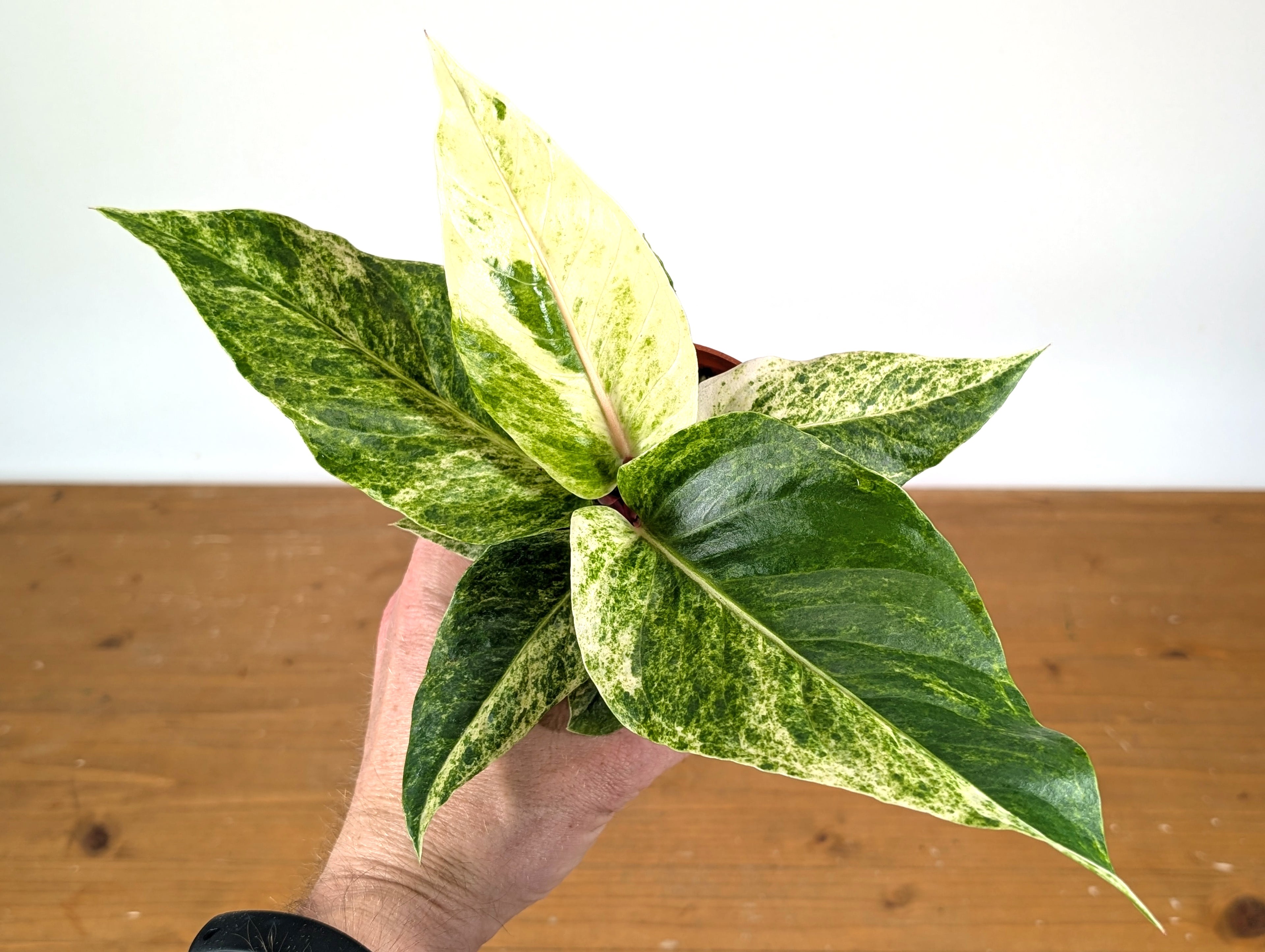 Anthurium Hookeri Variegated x Renaissance