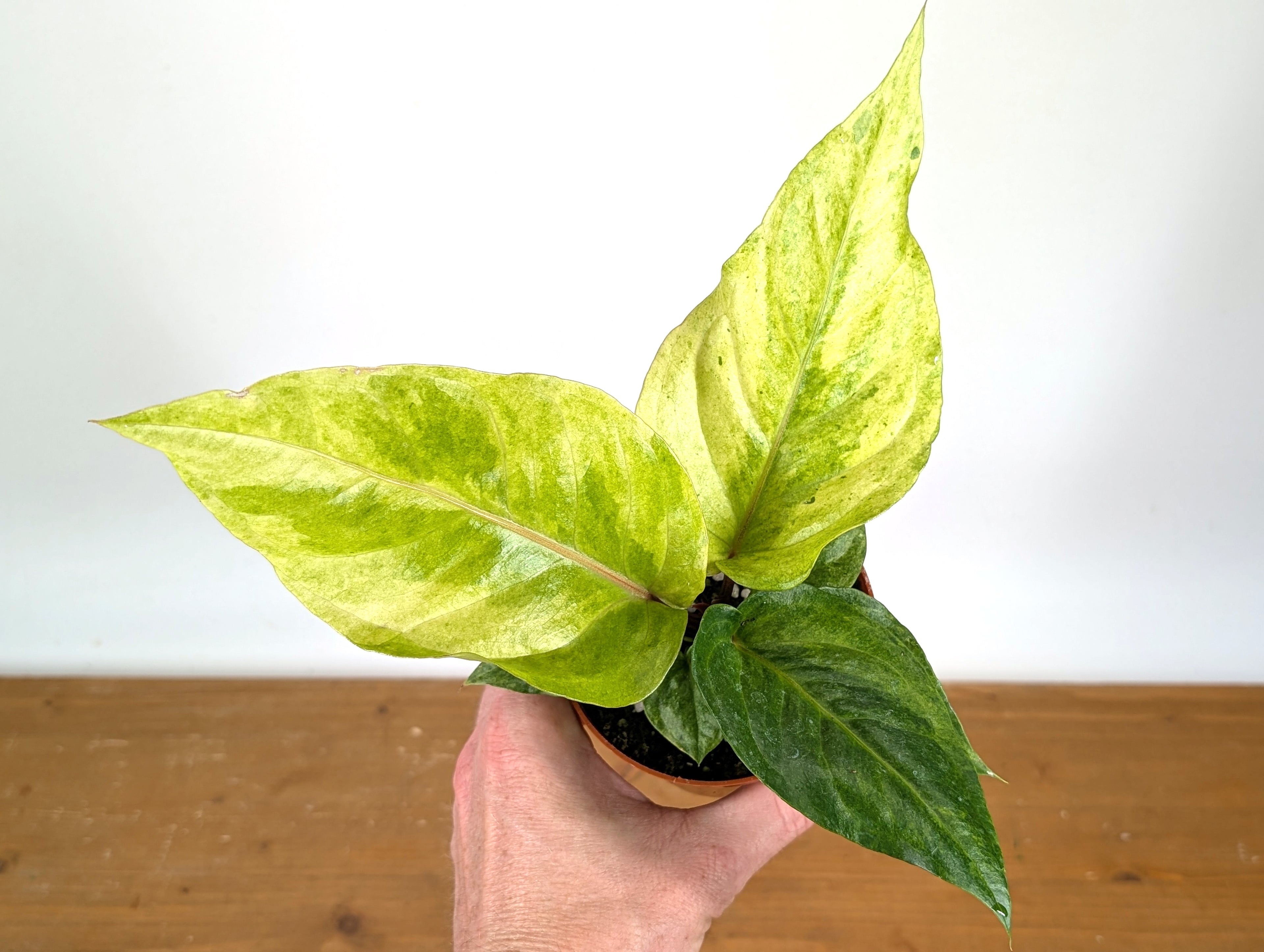 Anthurium Hookeri Variegated x Renaissance