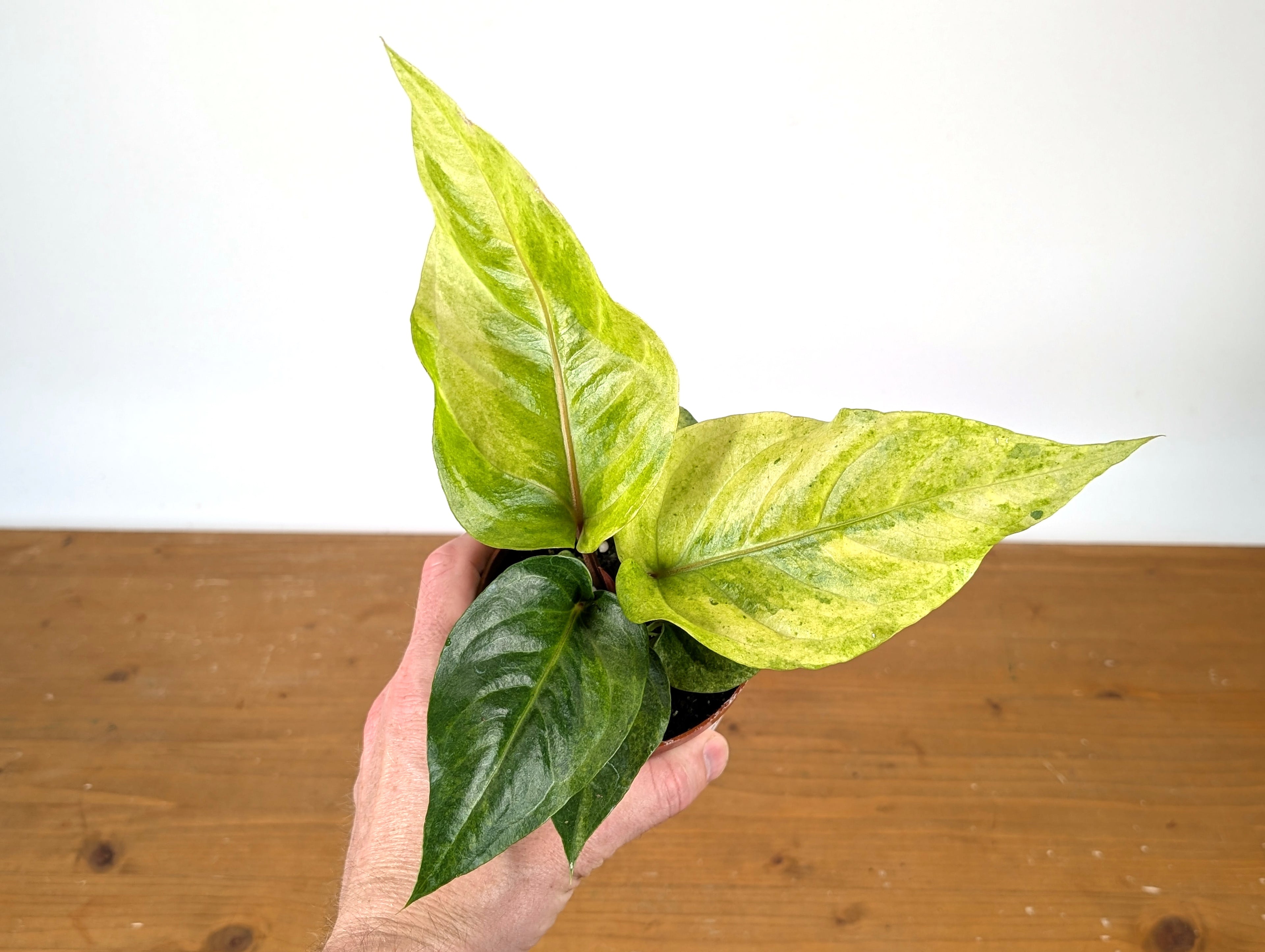 Anthurium Hookeri Variegated x Renaissance