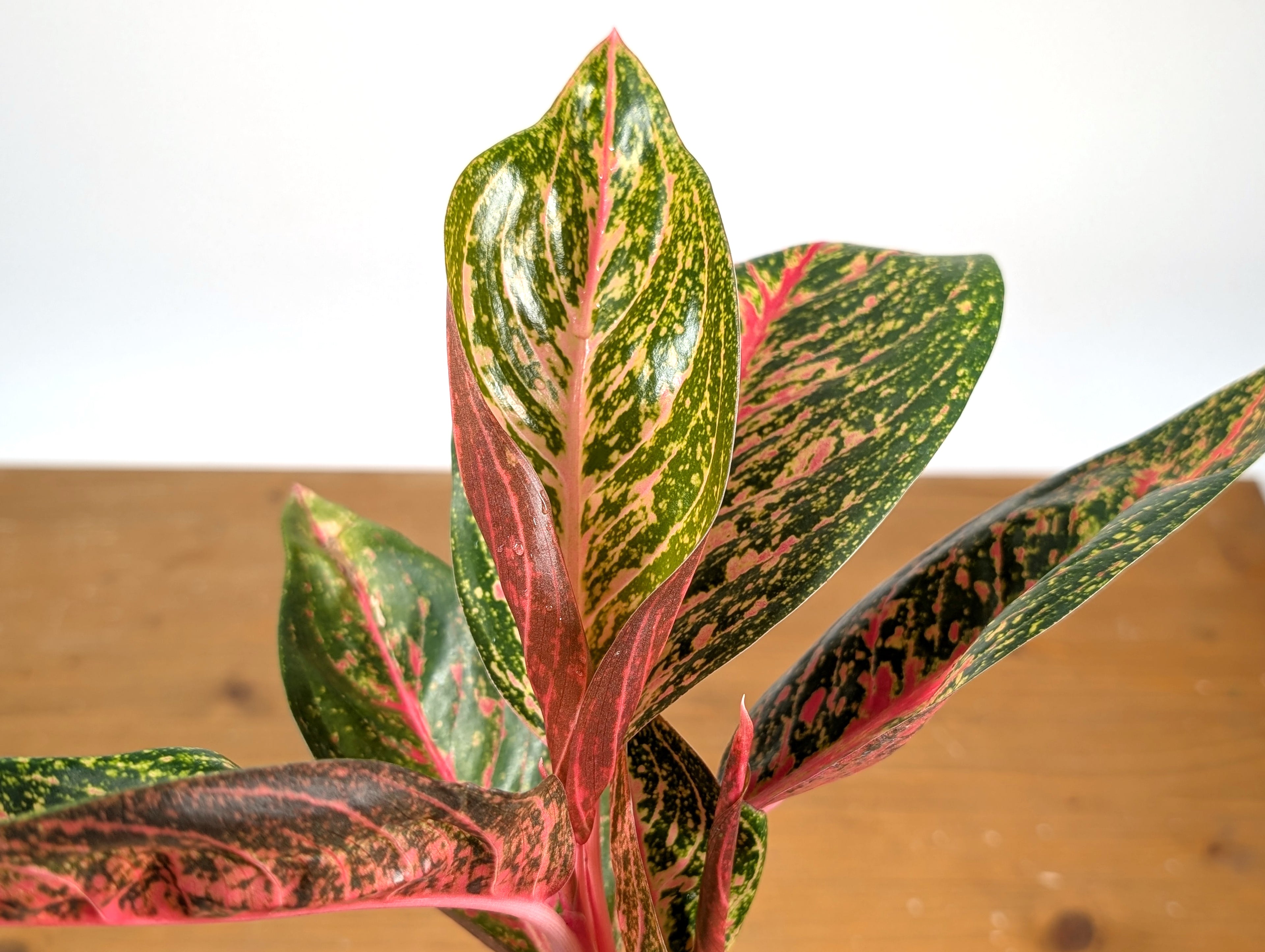 Aglaonema Red Stardust