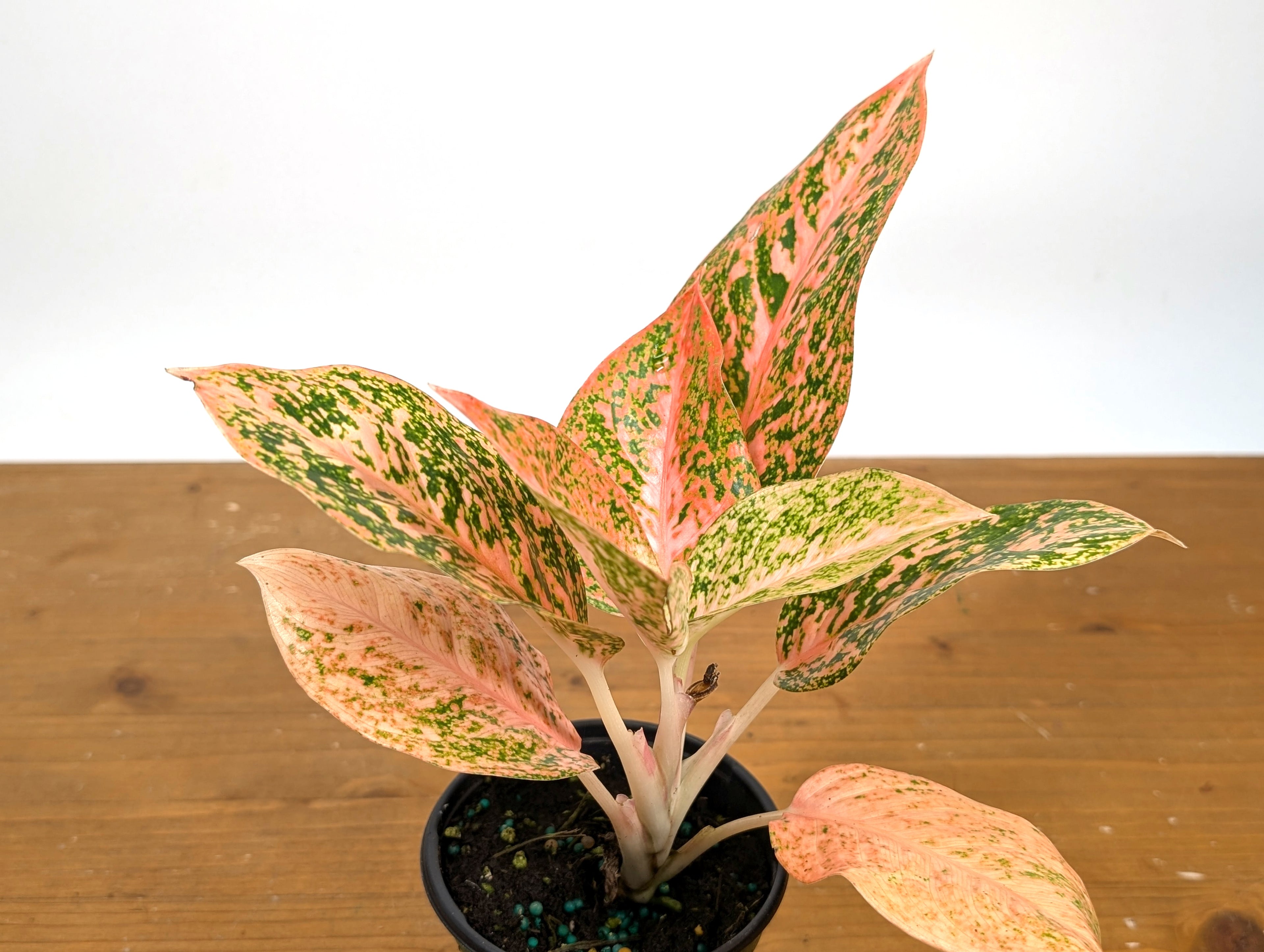 Aglaonema Orange Stardust
