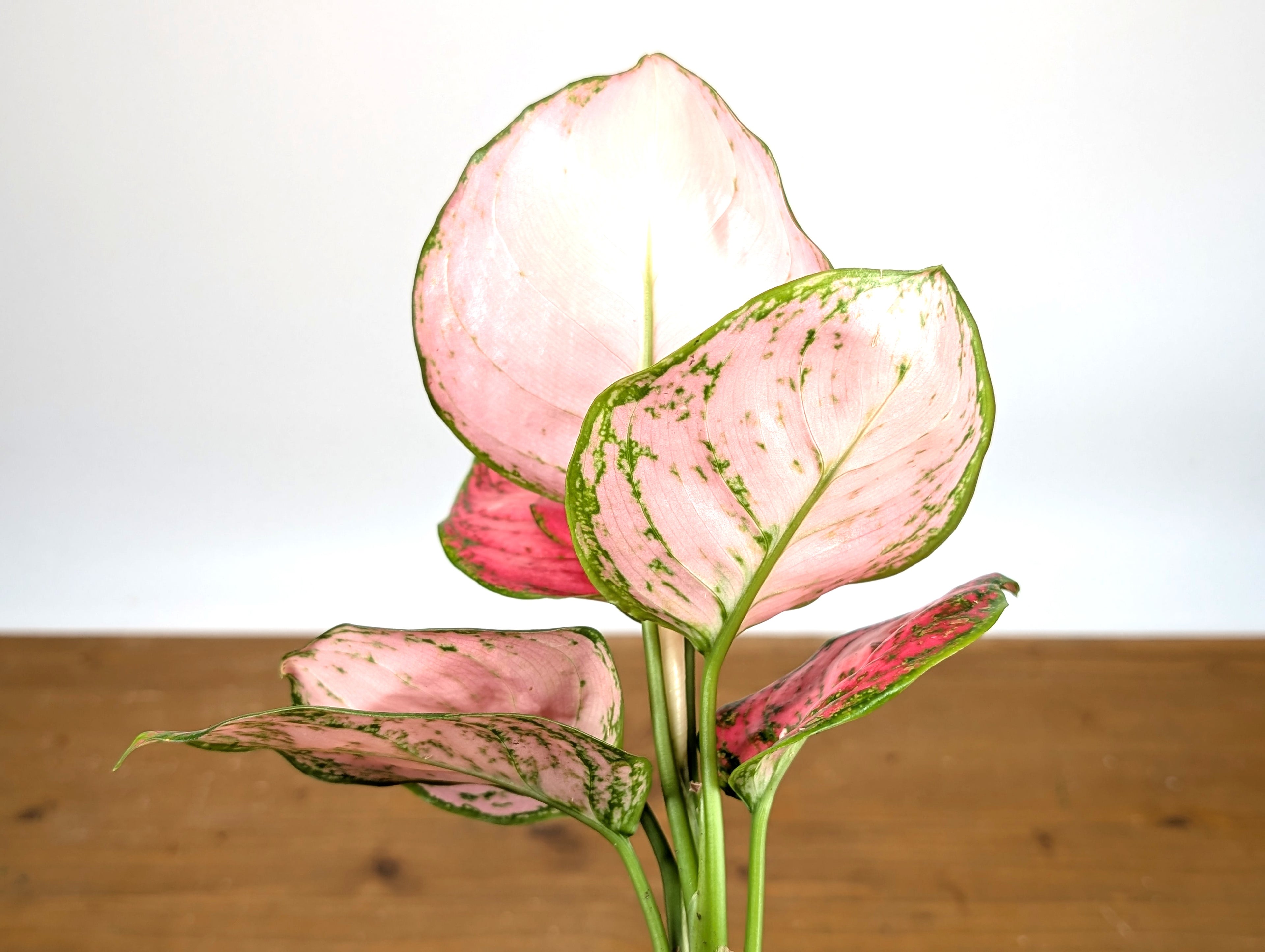 Aglaonema Sweet Candy