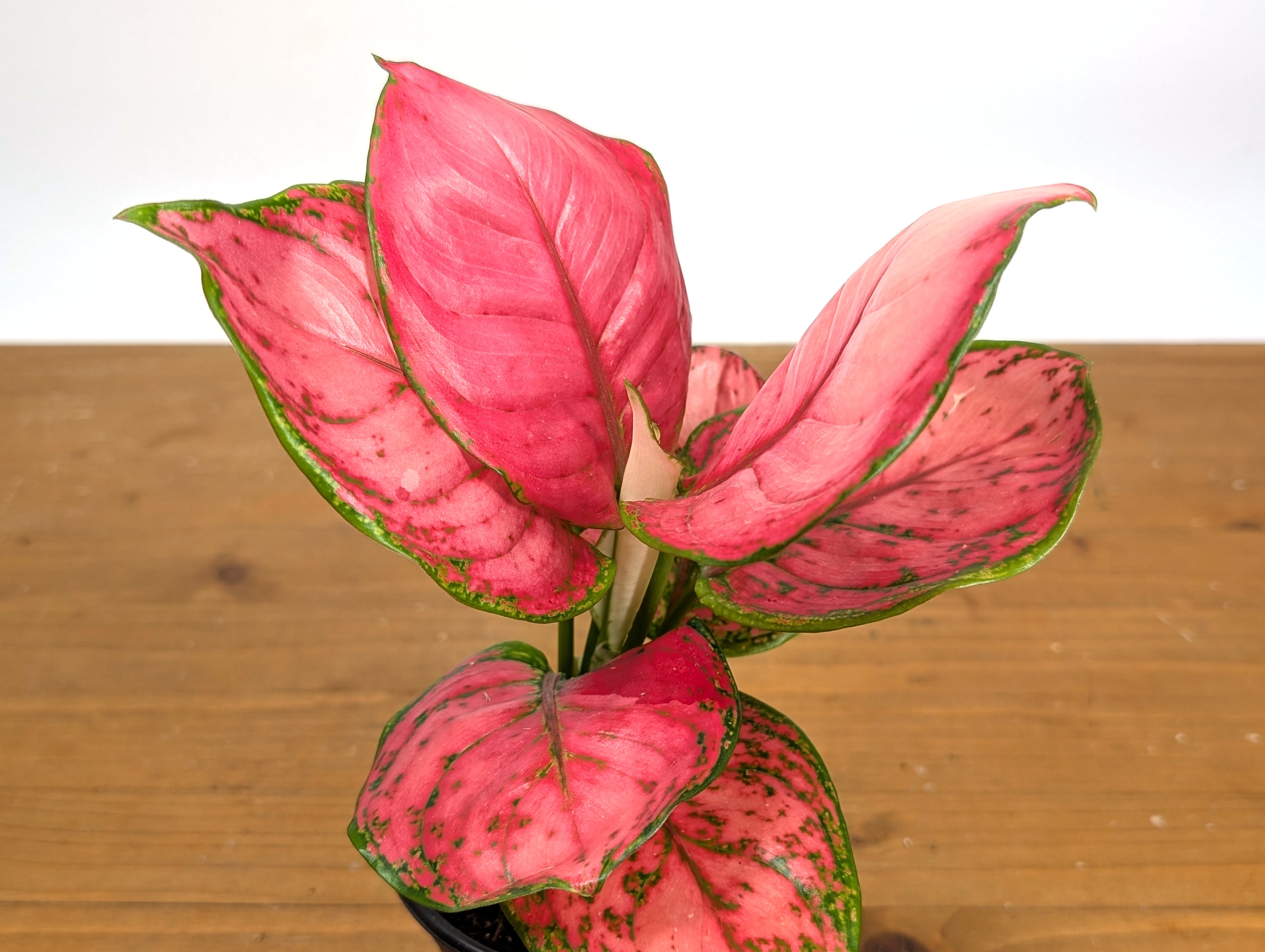 Aglaonema Sweet Candy