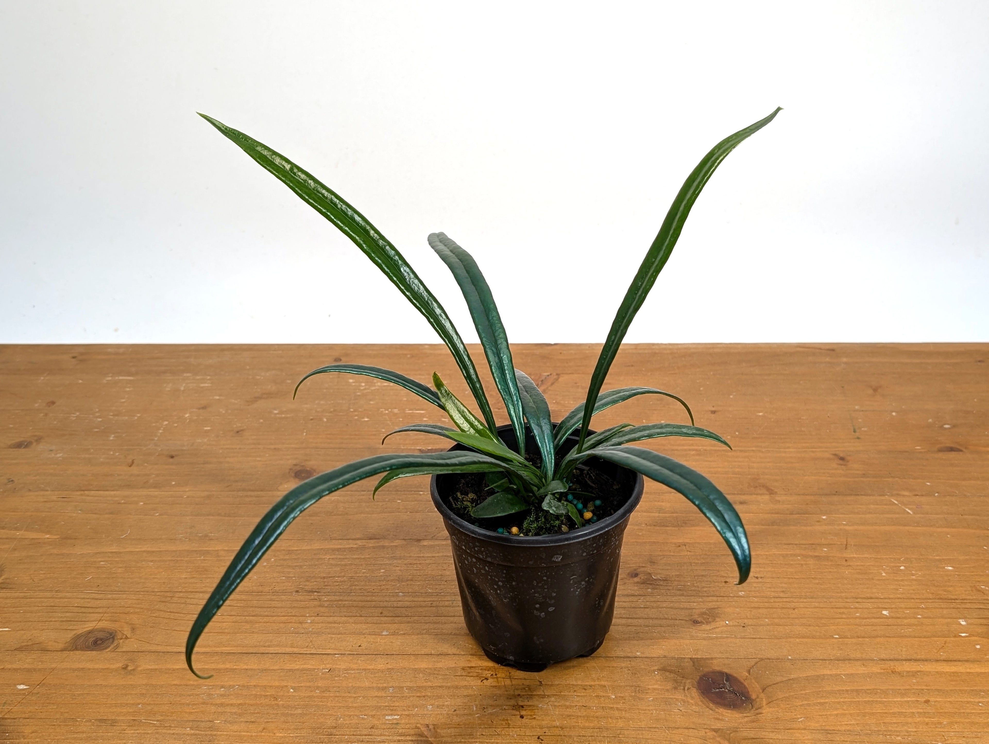 Blue Oil Fern “Microsorum Thailandicum”