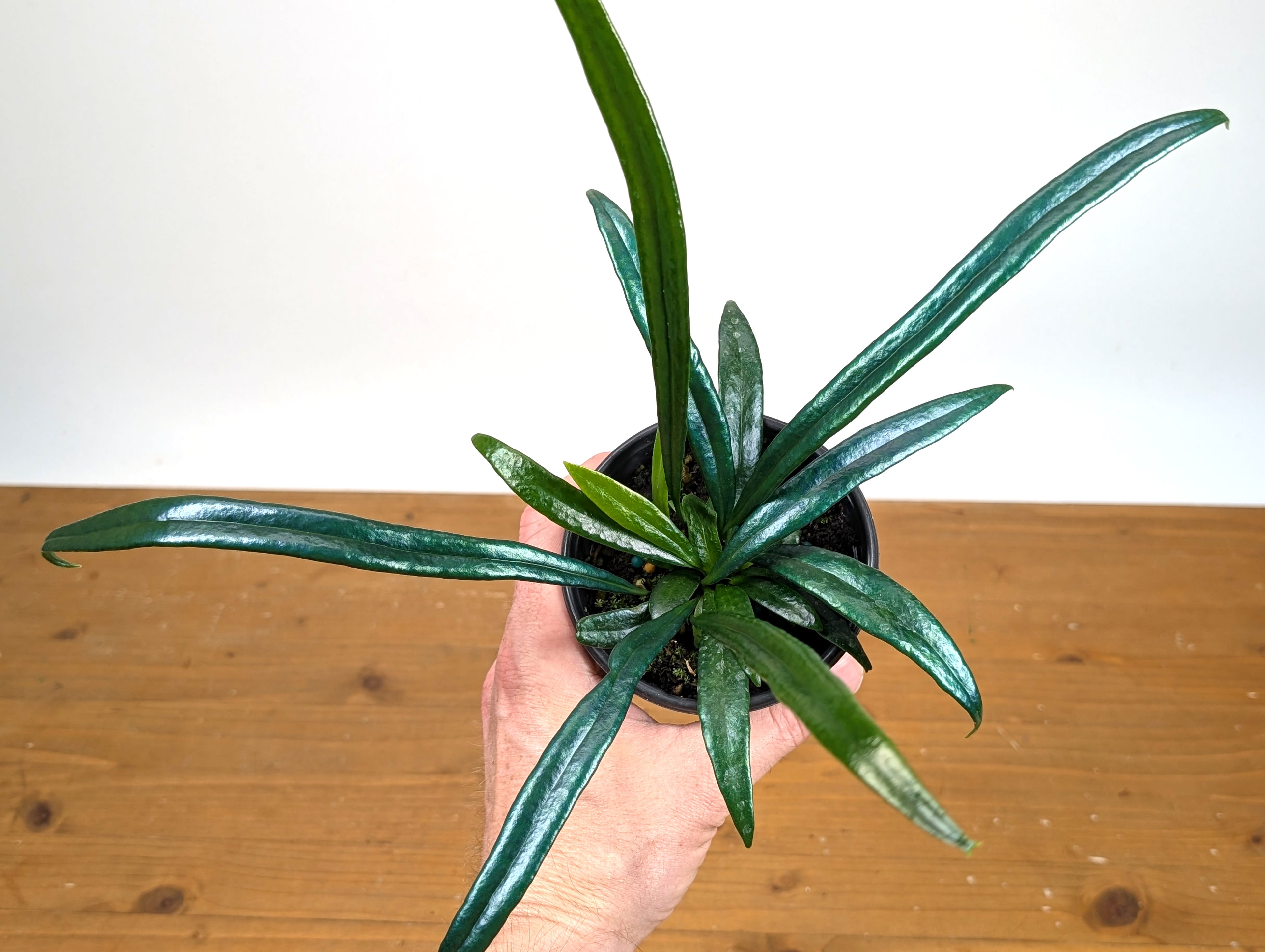 Blue Oil Fern “Microsorum Thailandicum”
