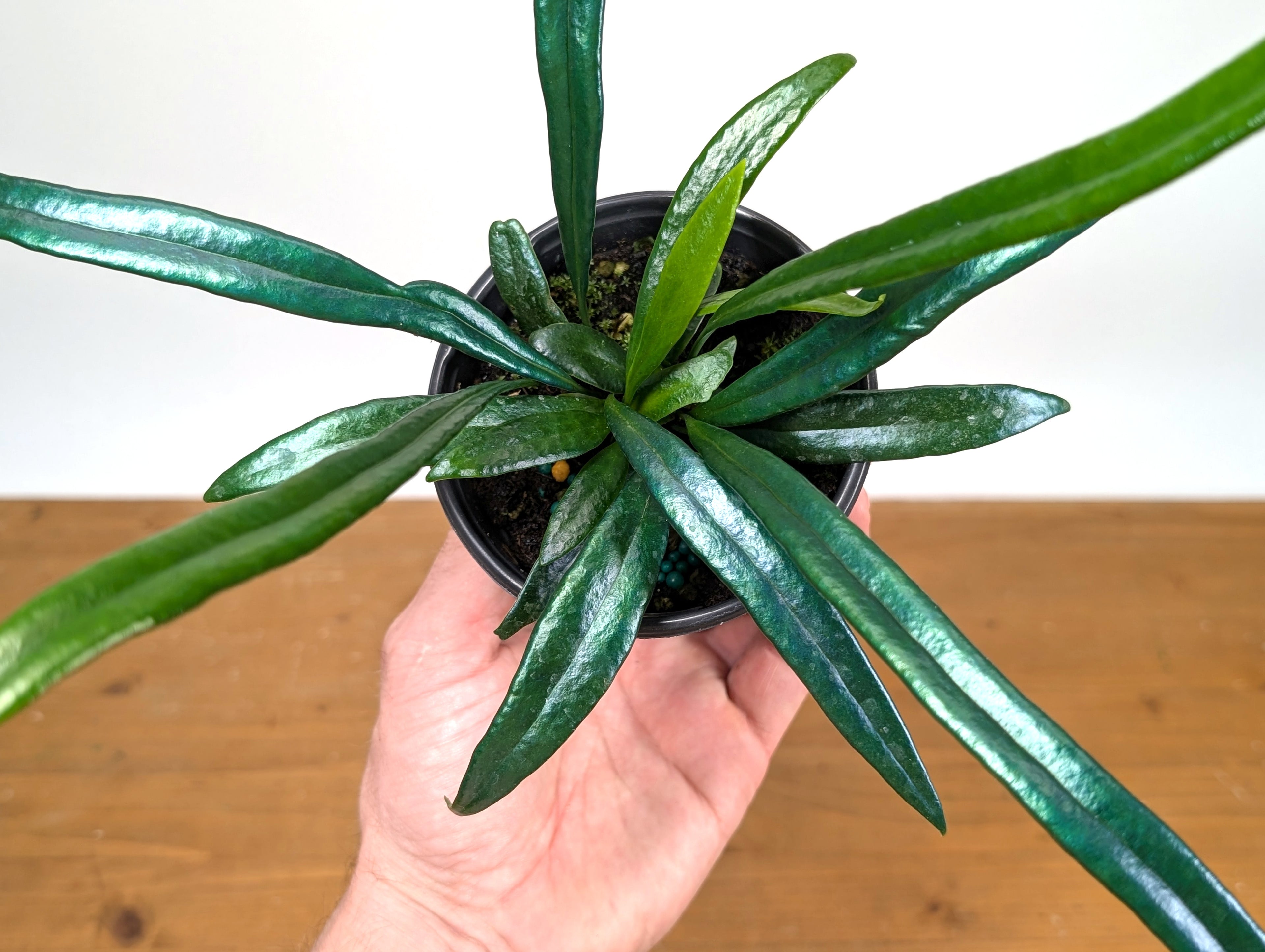 Blue Oil Fern “Microsorum Thailandicum”