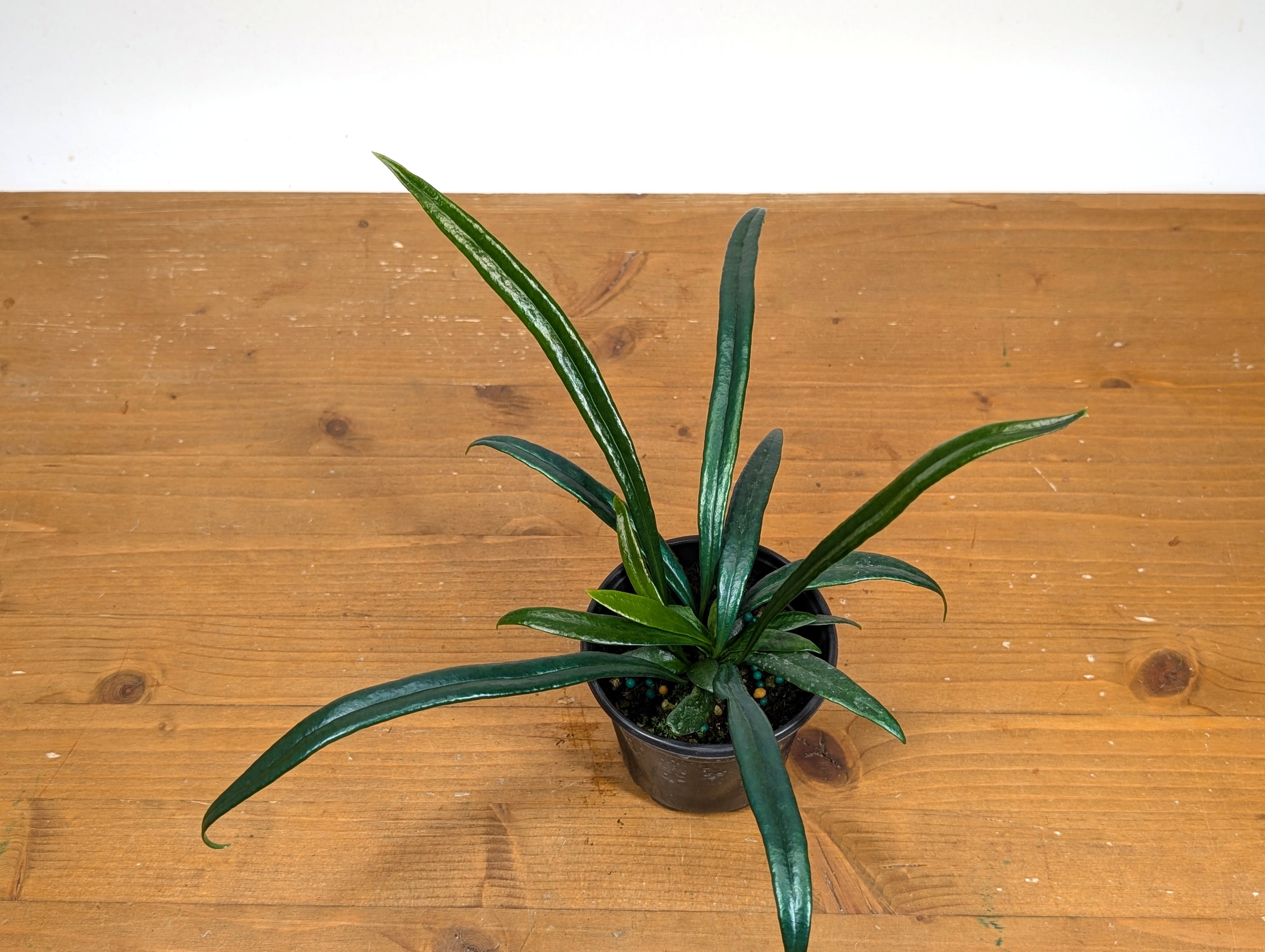 Blue Oil Fern “Microsorum Thailandicum”