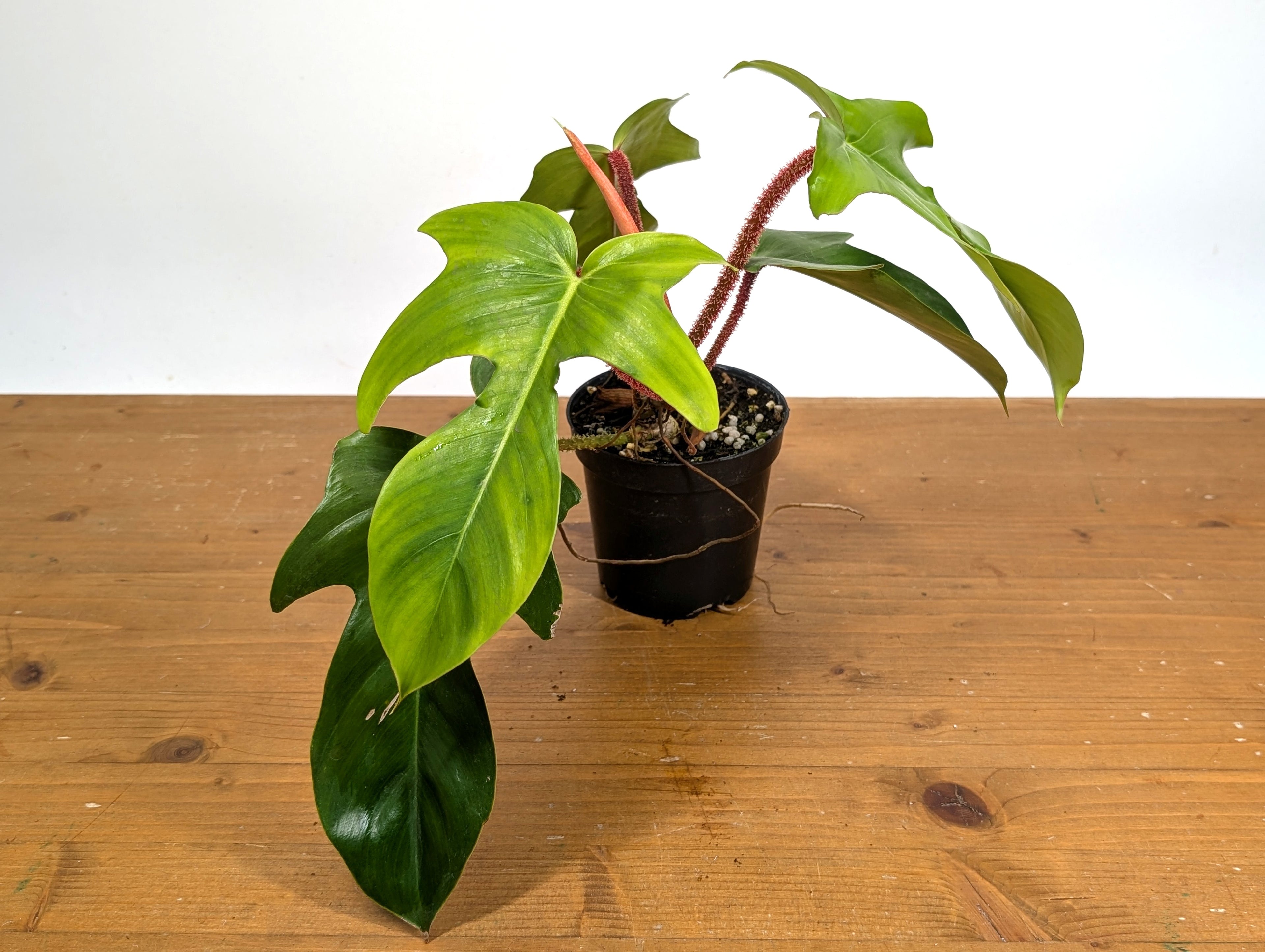 Philodendron Squamiferum