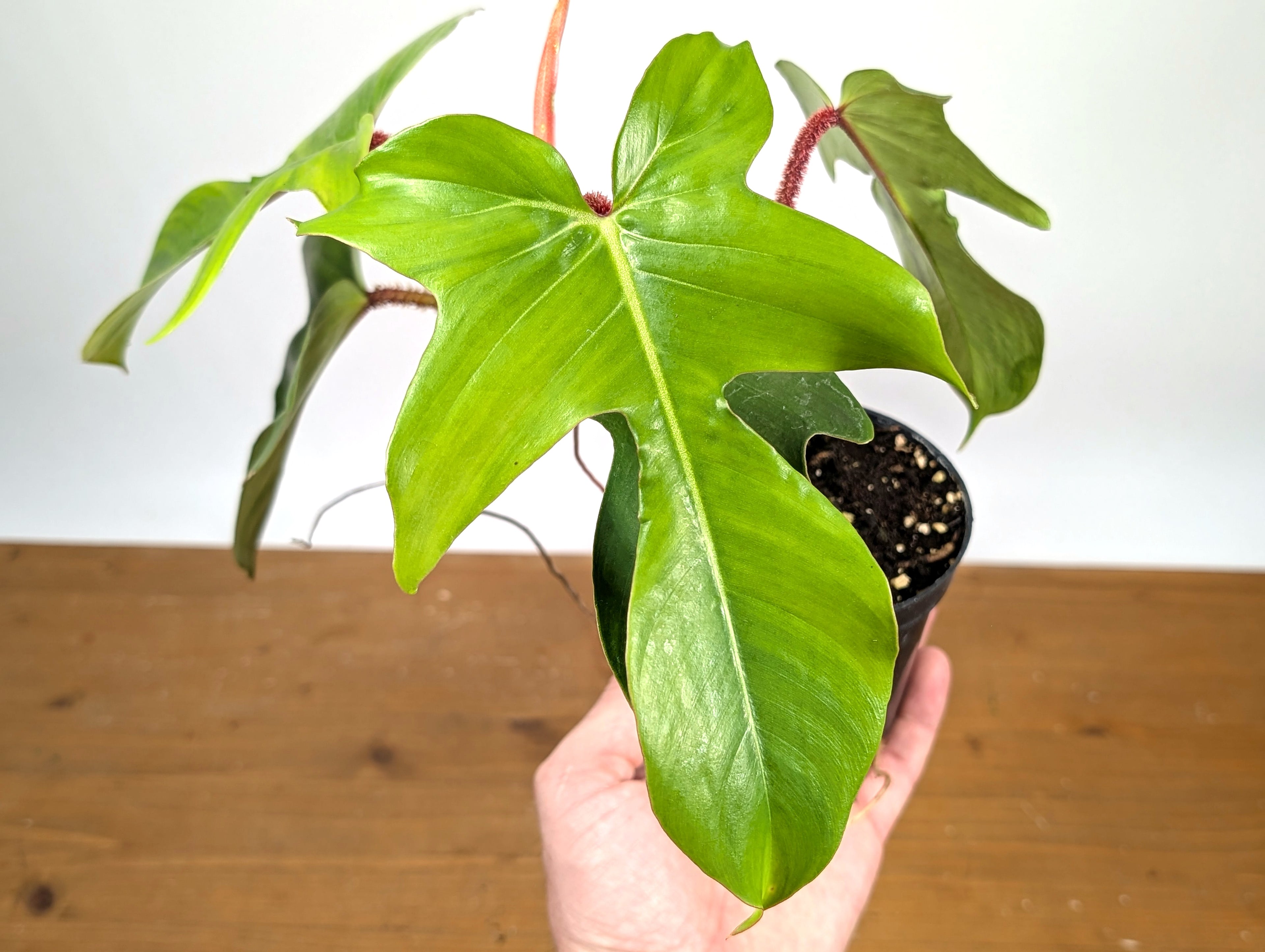 Philodendron Squamiferum