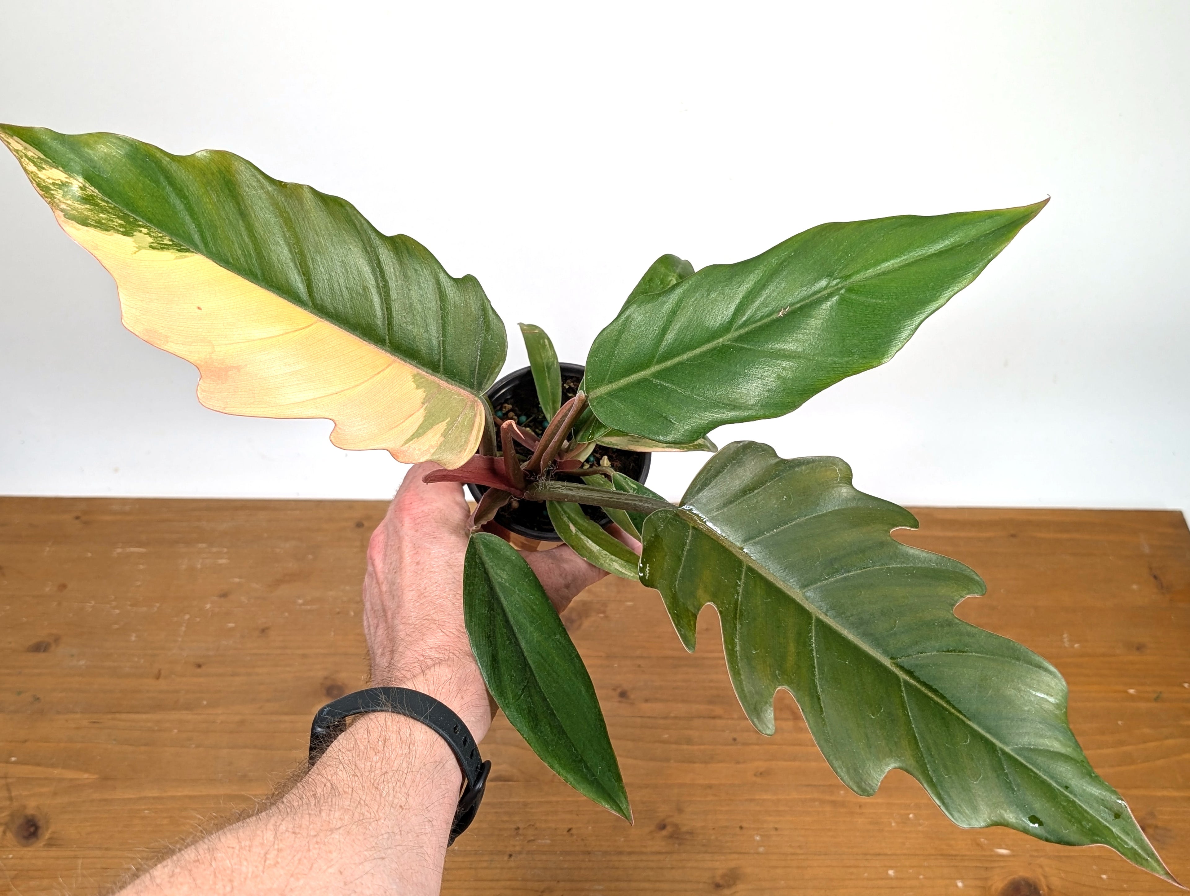 Philodendron Caramel Marble (Exact Plant