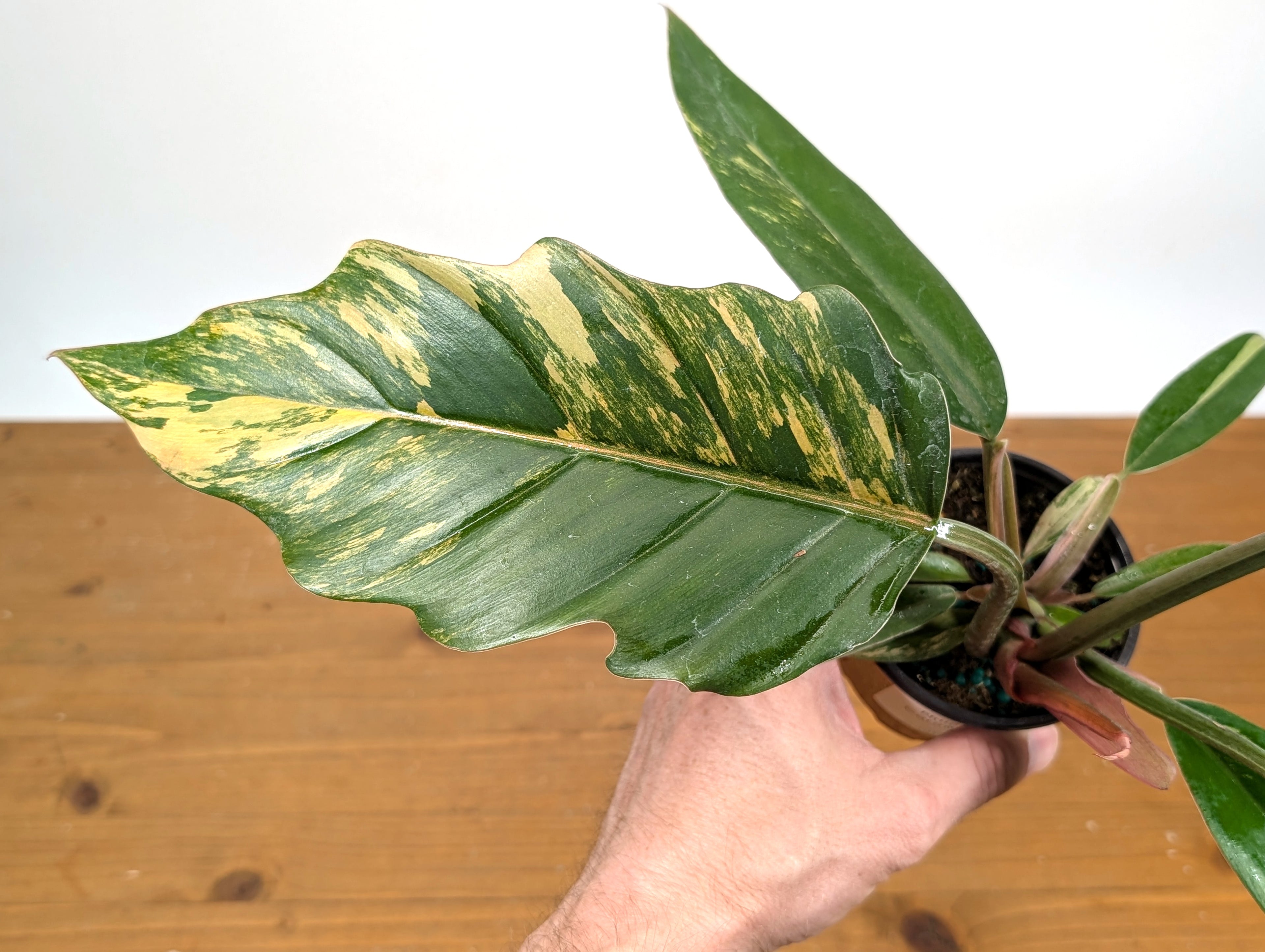 Philodendron Caramel Marble (Exact Plant