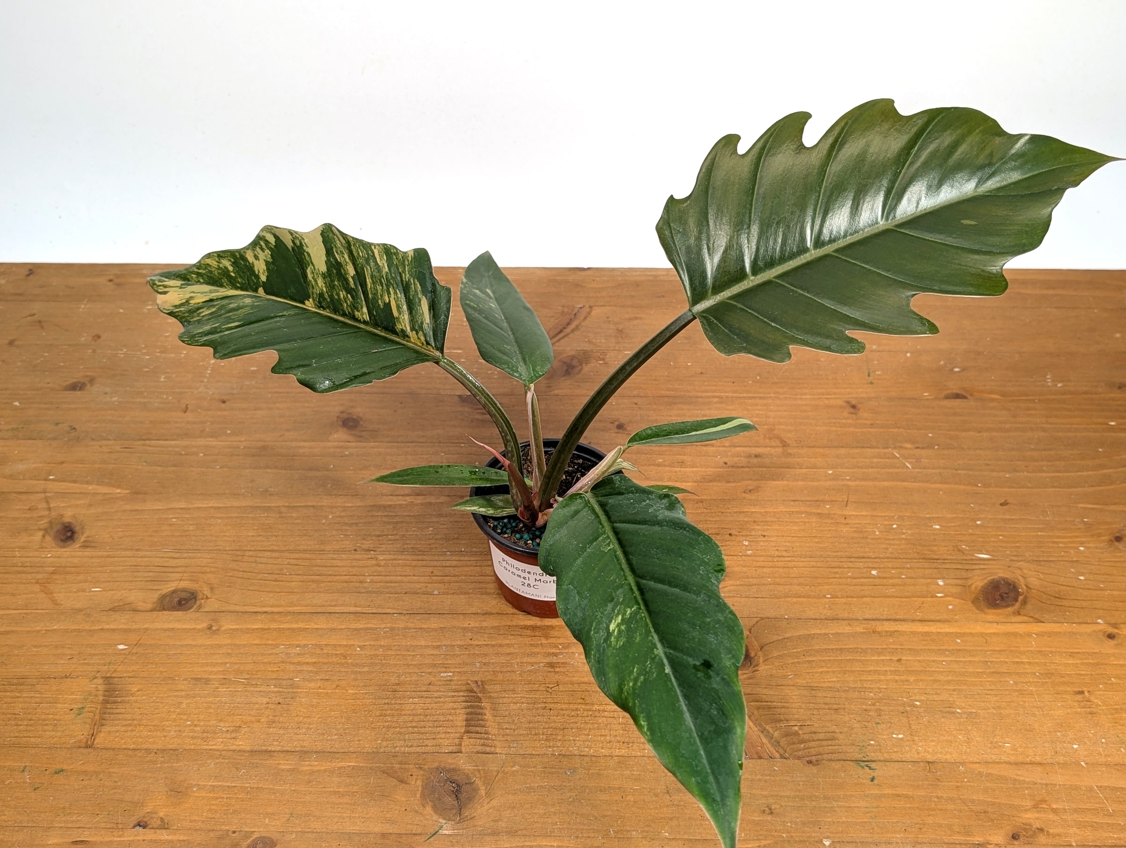 Philodendron Caramel Marble (Exact Plant