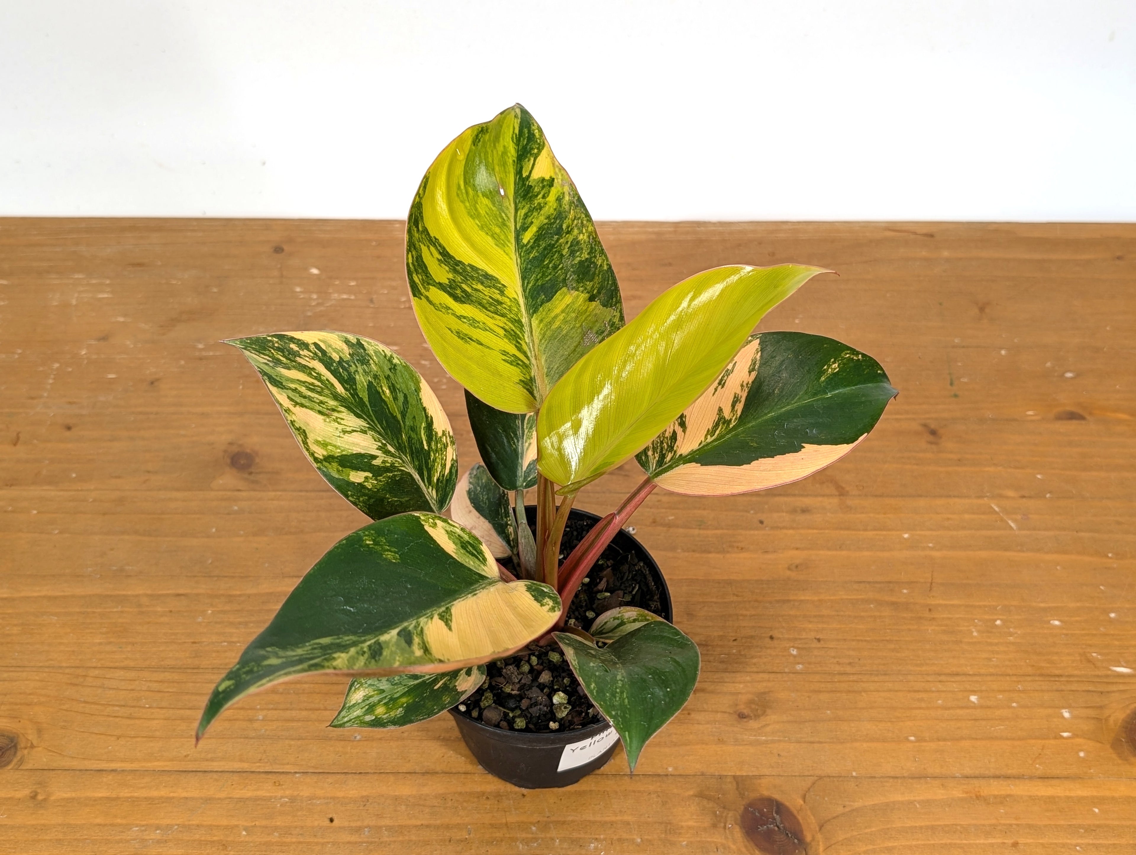 Philodendron Yellow Congo Variegated (Exact Plant 28B)