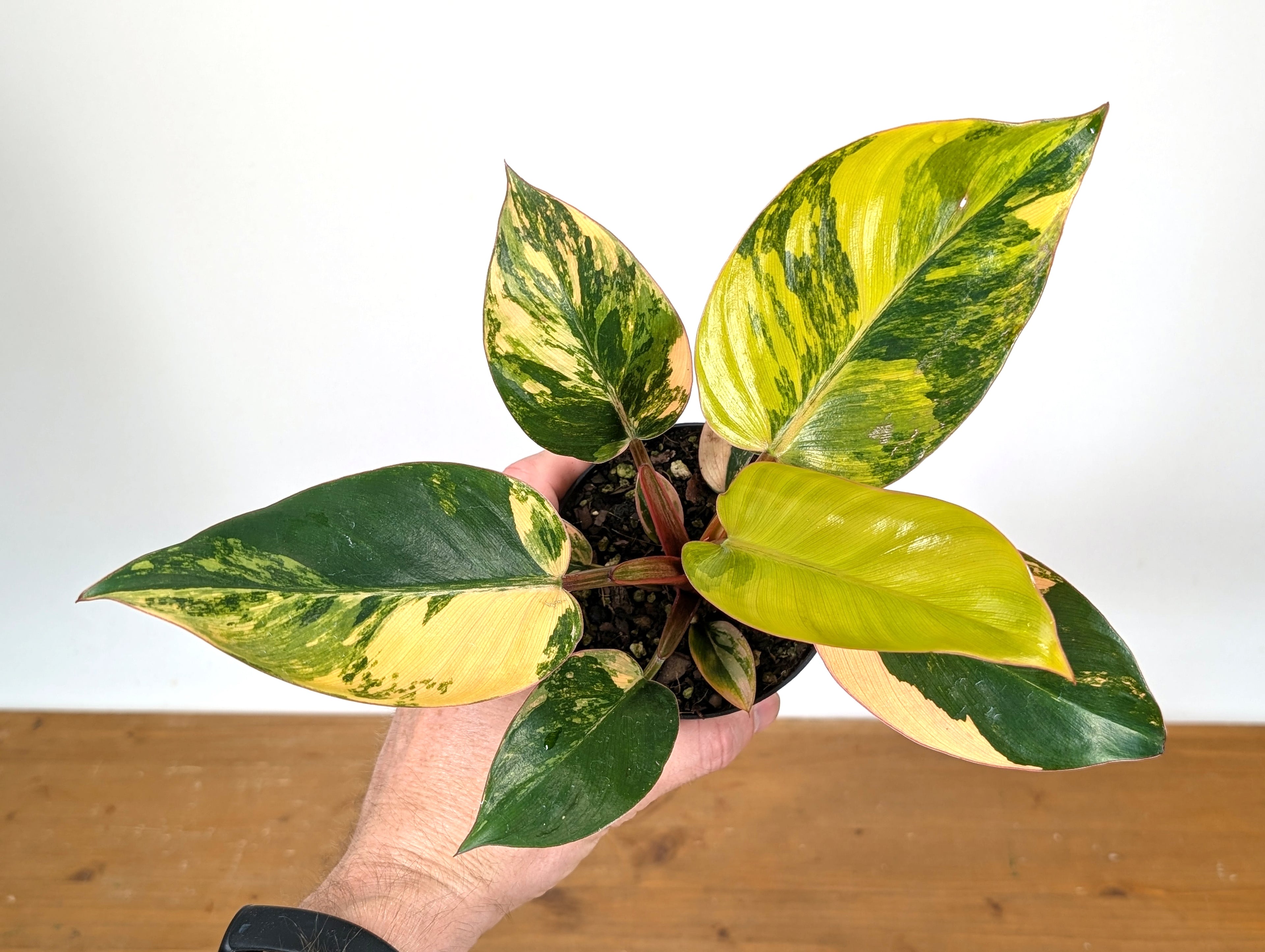 Philodendron Yellow Congo Variegated (Exact Plant 28B)
