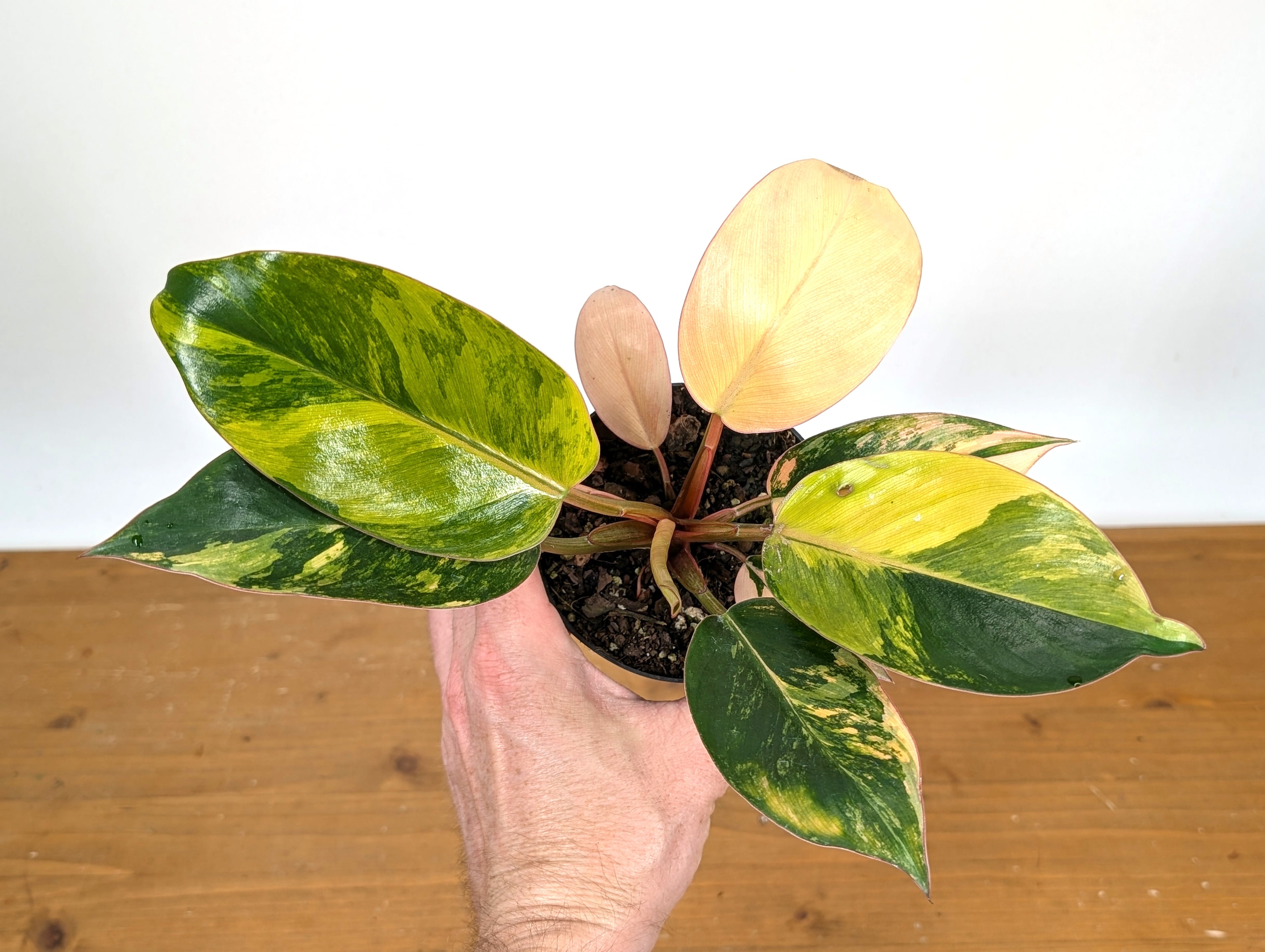 Philodendron Yellow Congo Variegated (Exact Plant 28D)