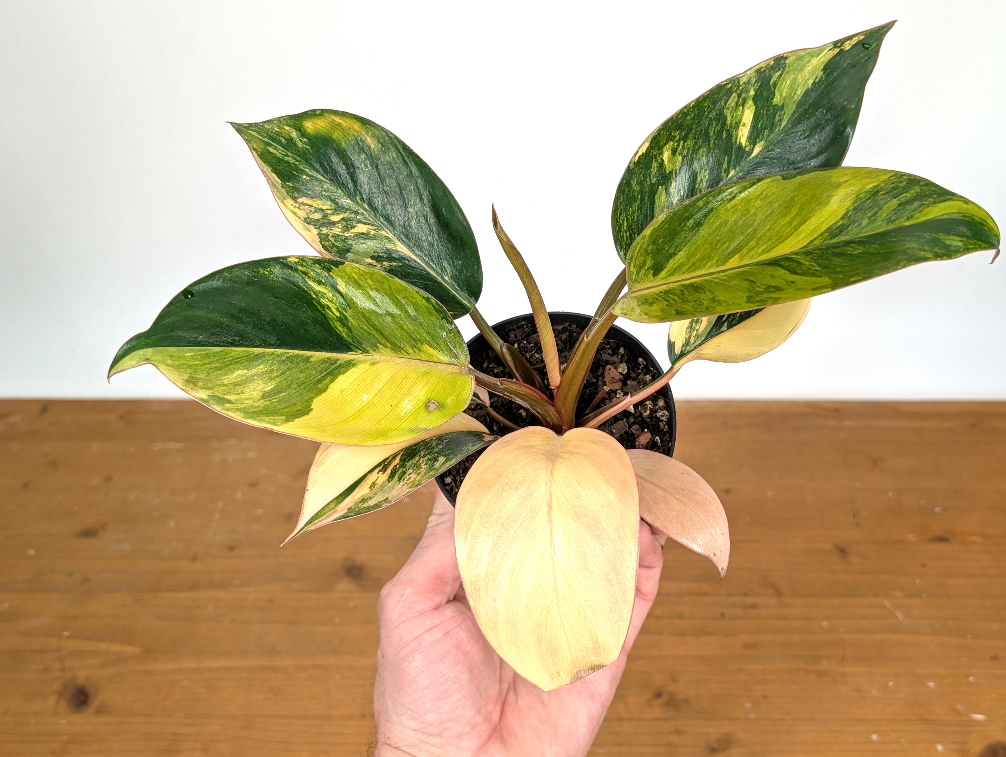 Philodendron Yellow Congo Variegated (Exact Plant 28D)