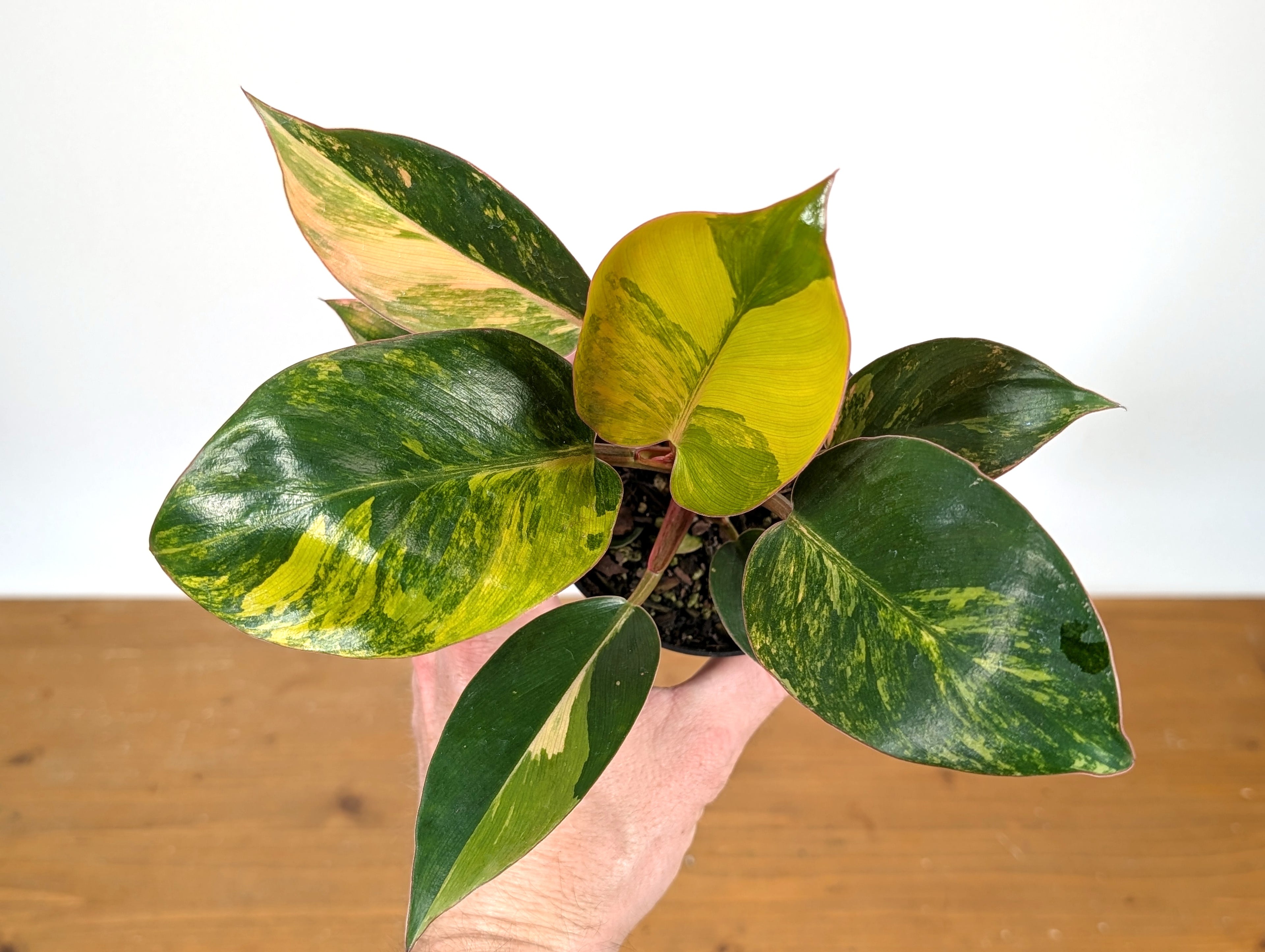 Philodendron Red Congo Variegated - Exact Plant Pictured 28B