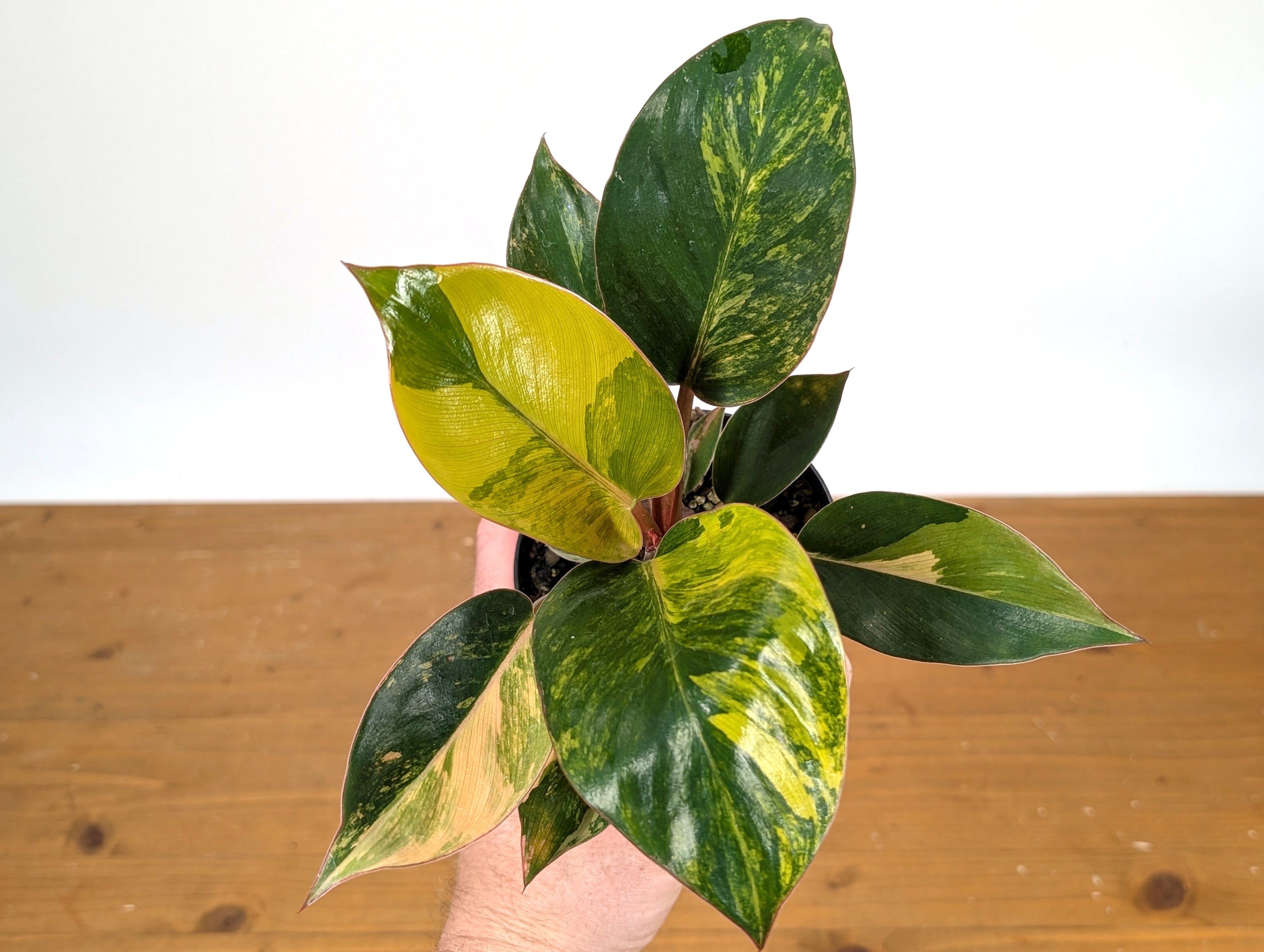 Philodendron Red Congo Variegated - Exact Plant Pictured 28B