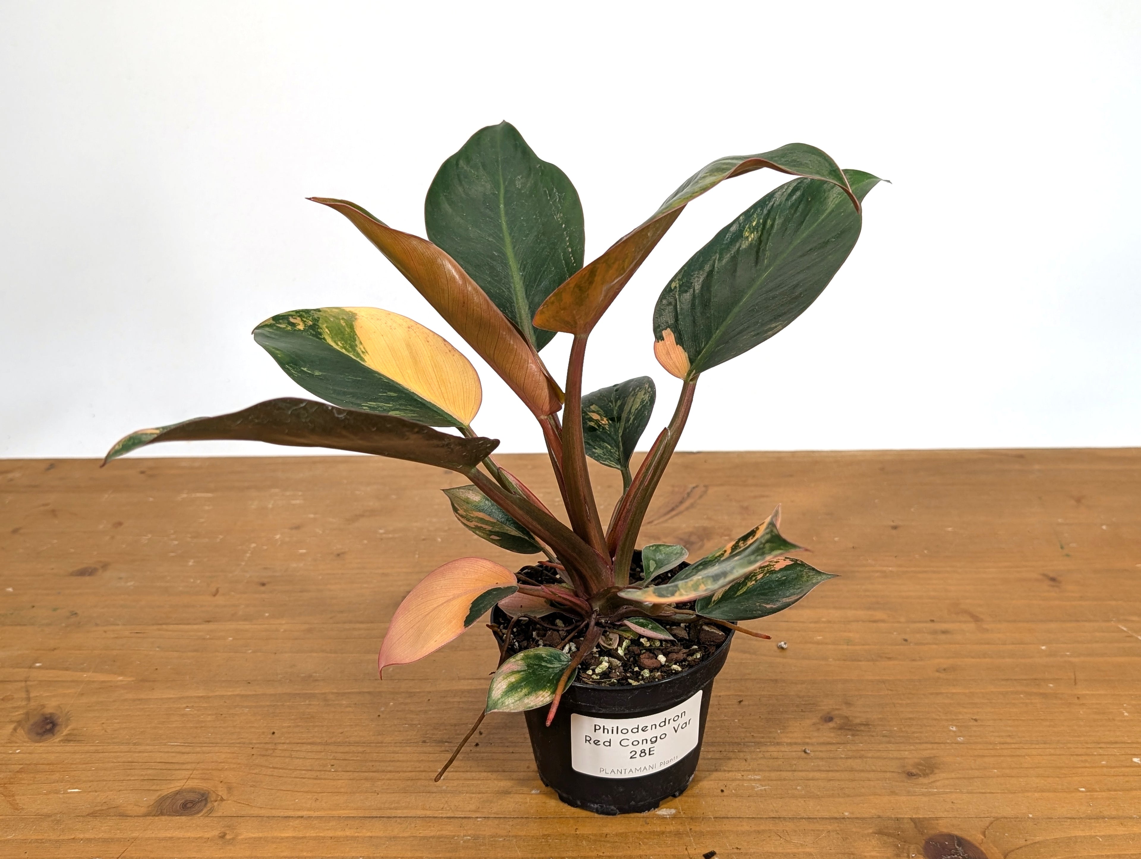 Philodendron Red Congo Variegated - Exact Plant Pictured 28E