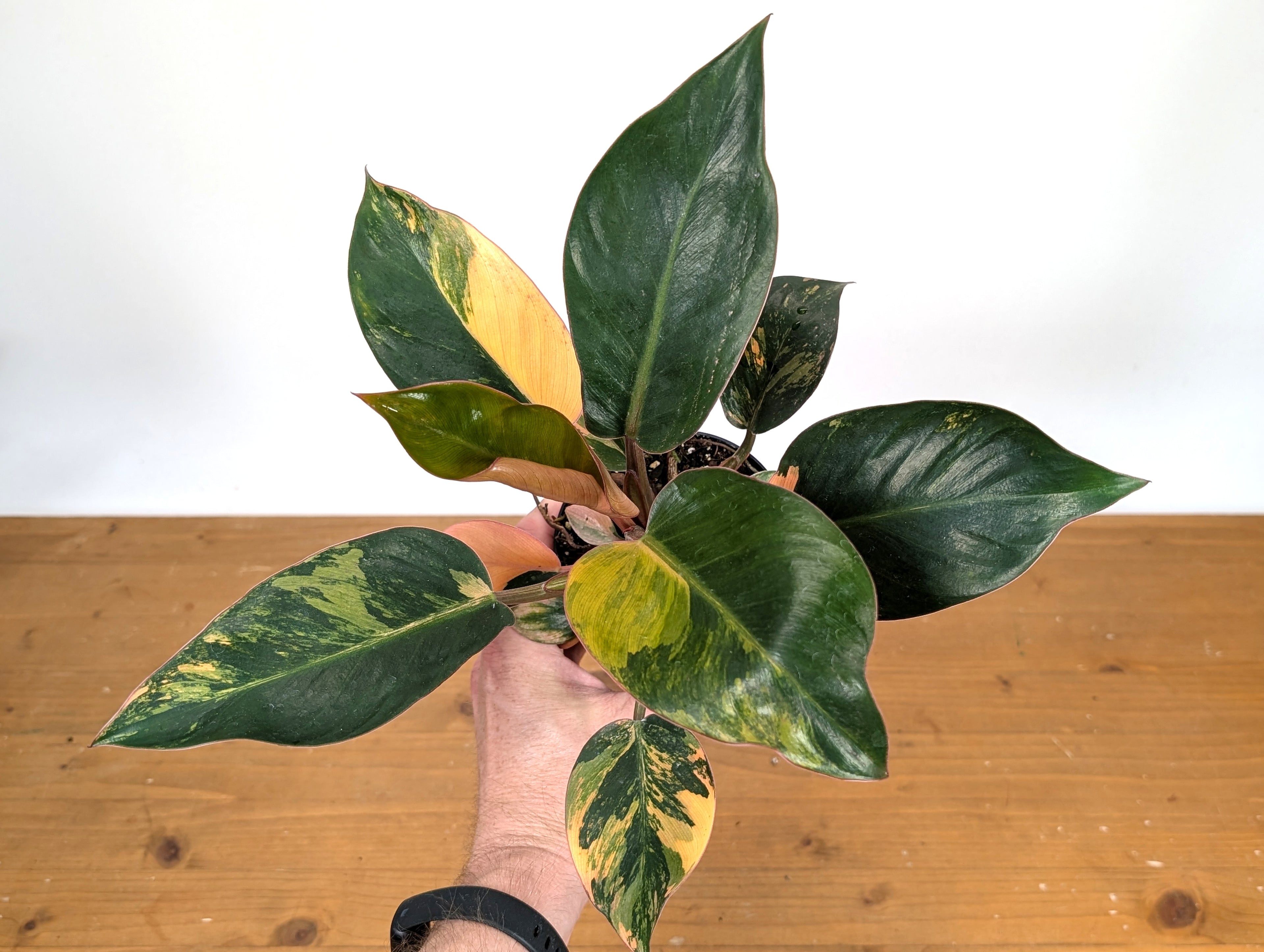 Philodendron Red Congo Variegated - Exact Plant Pictured 28E