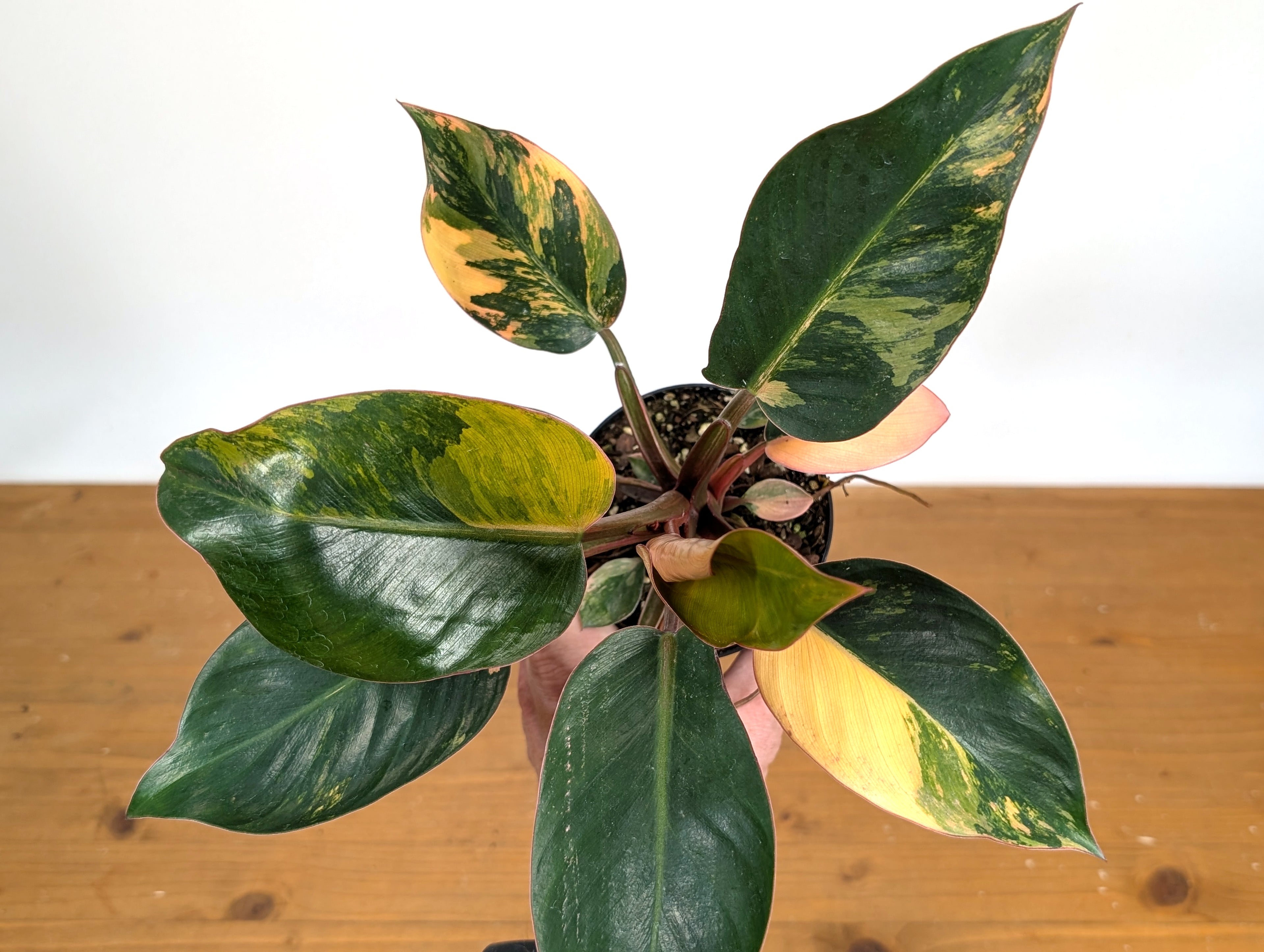 Philodendron Red Congo Variegated - Exact Plant Pictured 28E