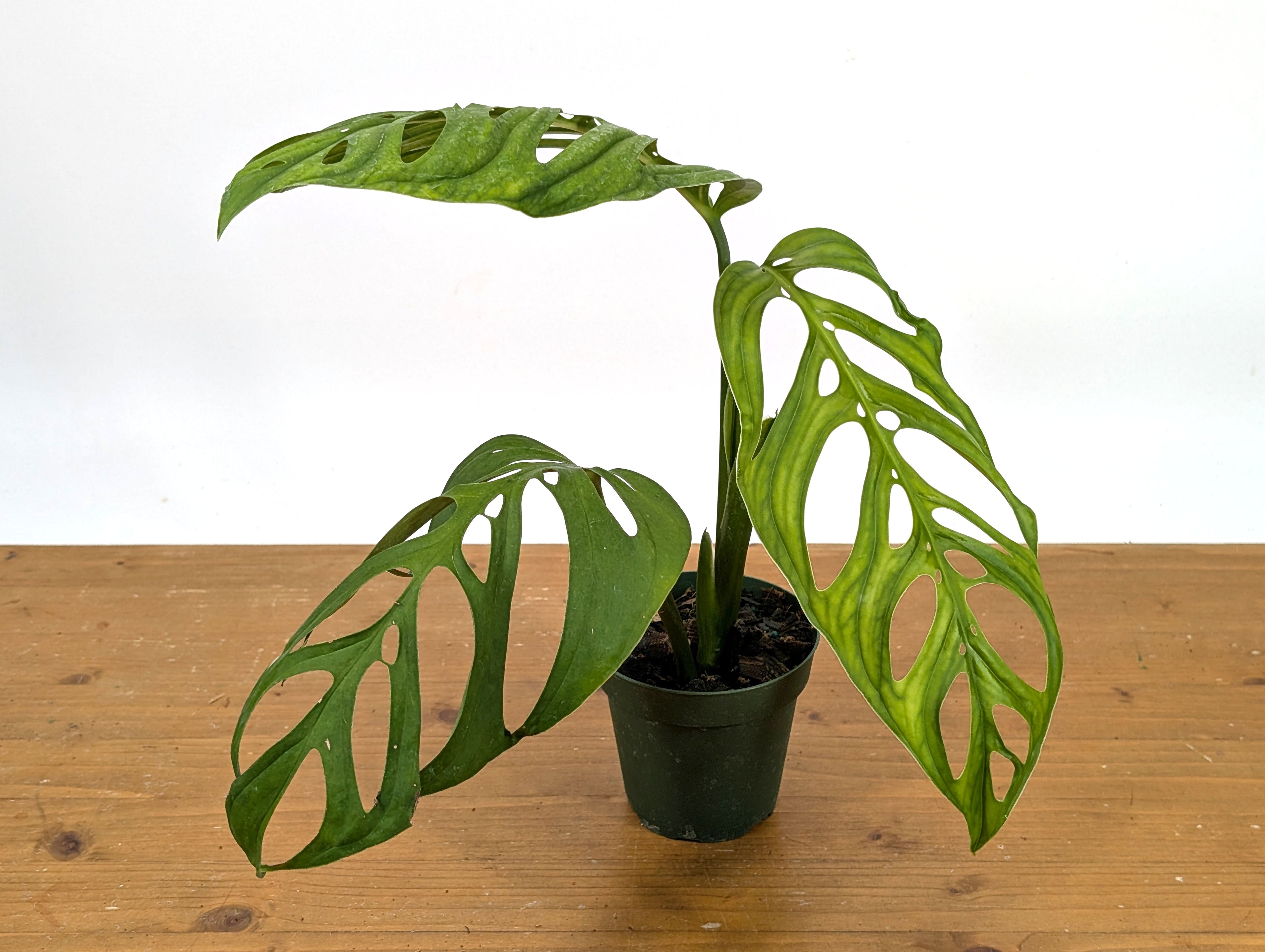 Monstera Esqueleto