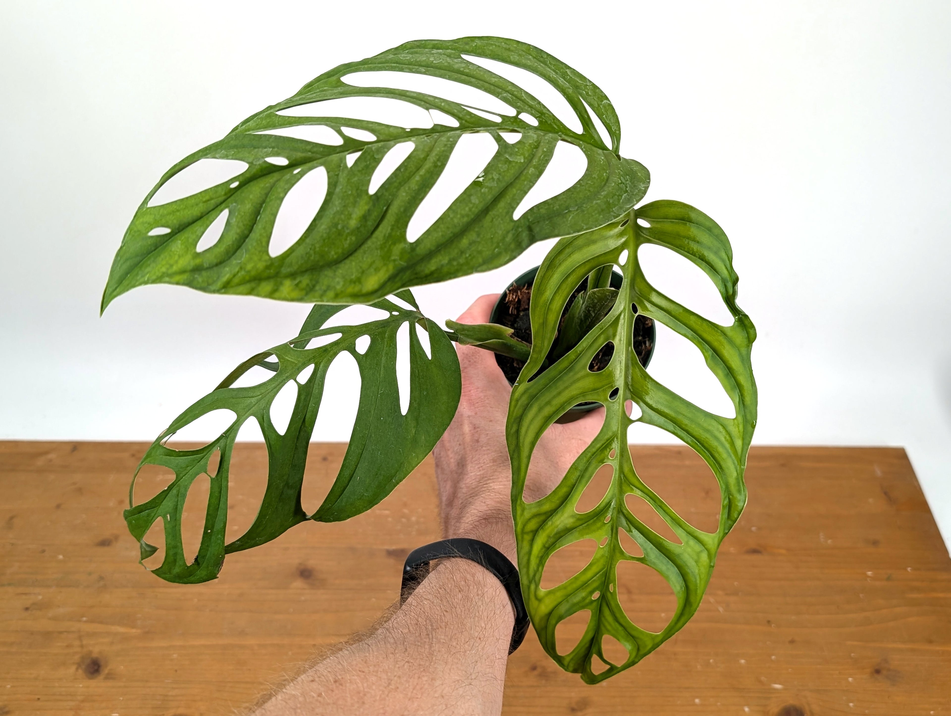 Monstera Esqueleto
