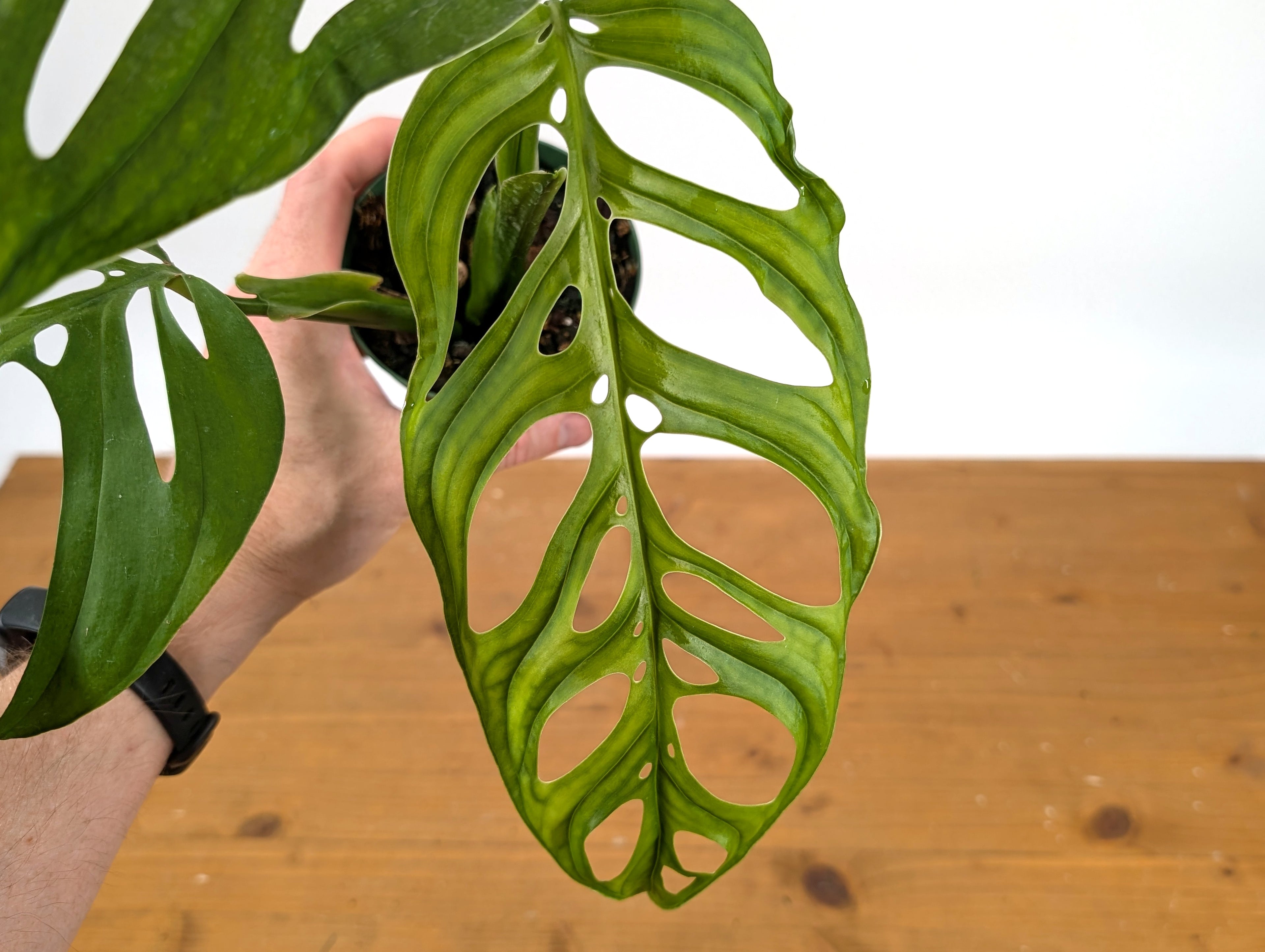 Monstera Esqueleto