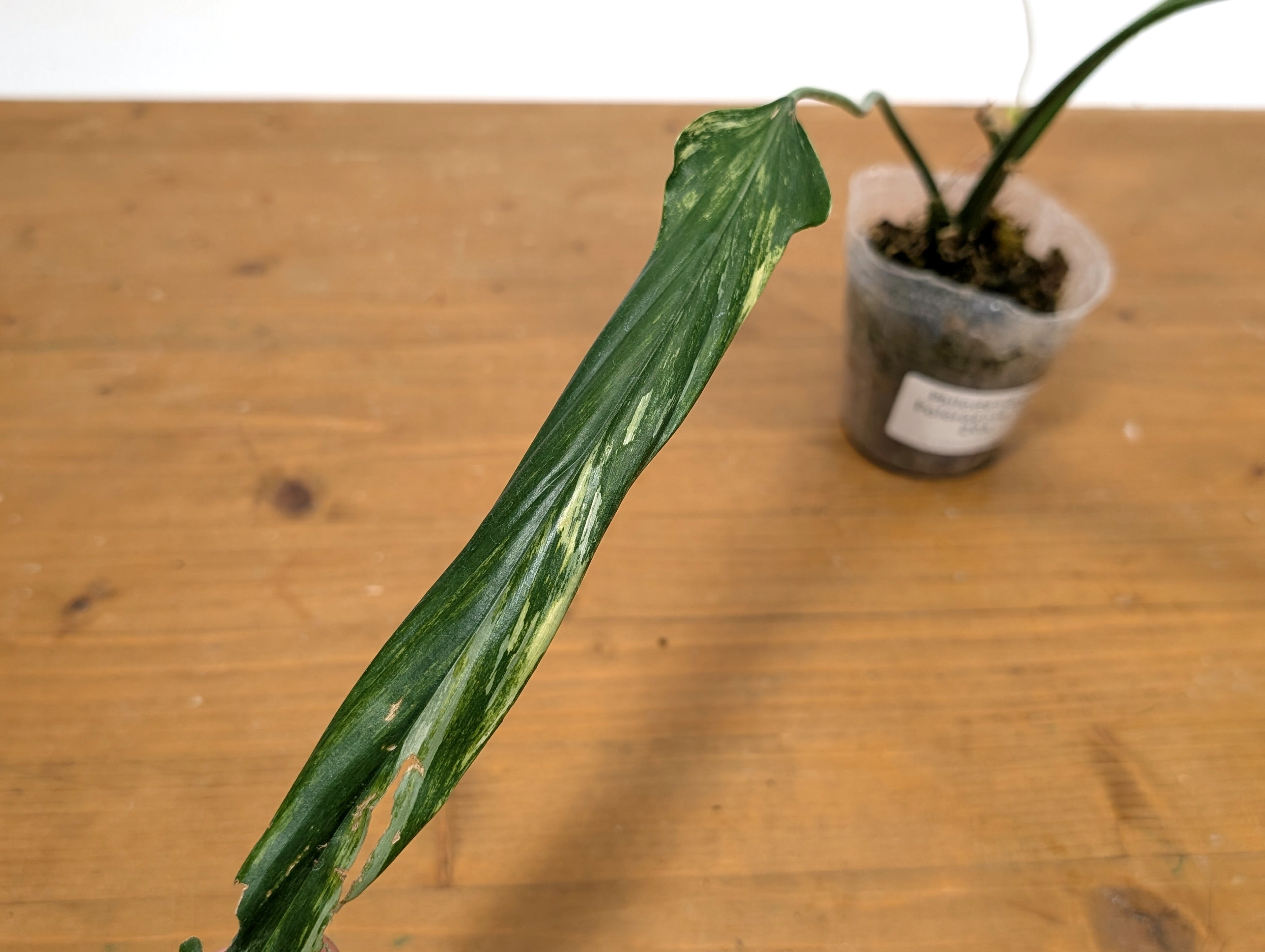 Variegated Philodendron Paloraense - EXACT Plant