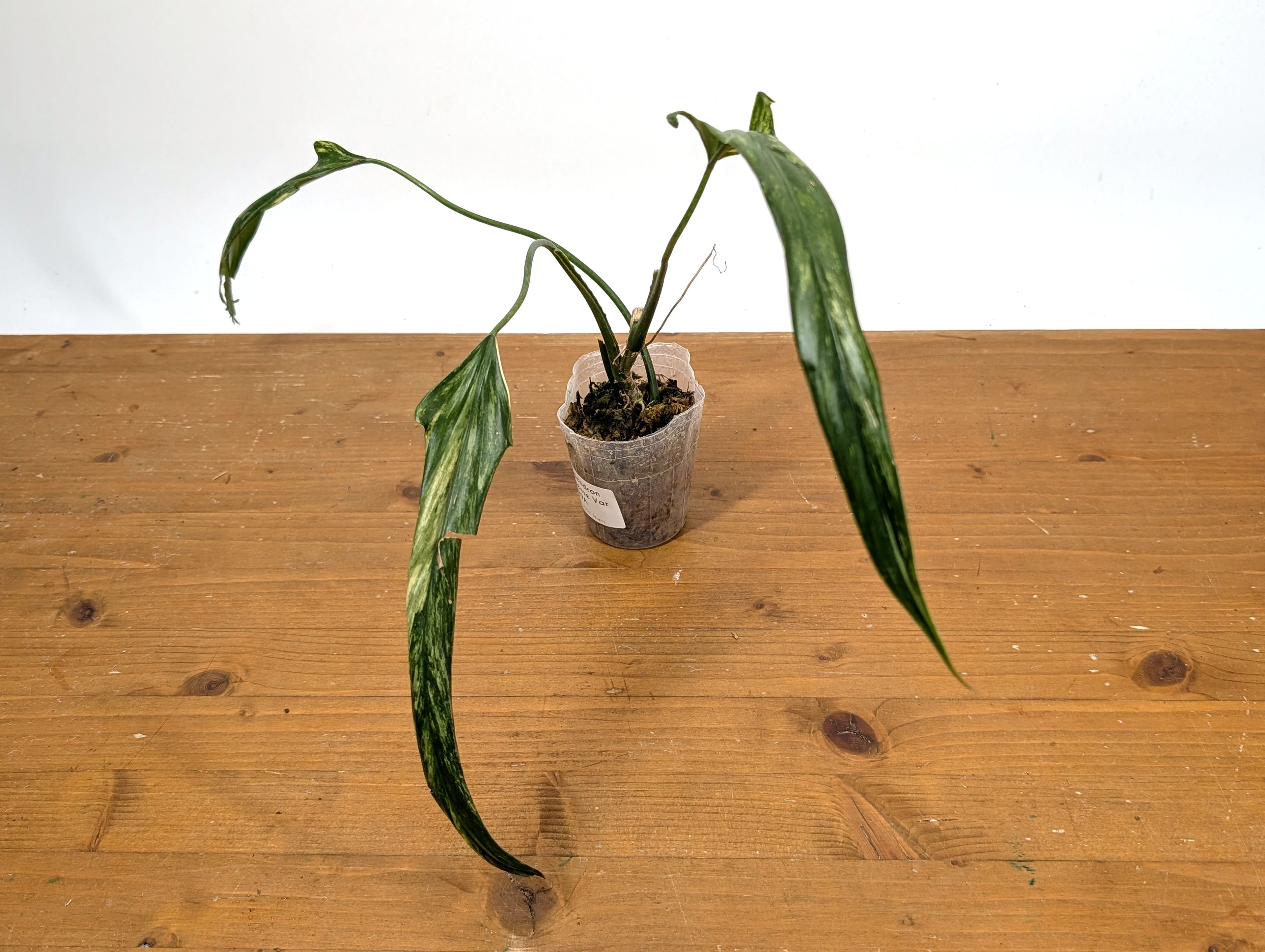 Variegated Philodendron Paloraense - EXACT Plant