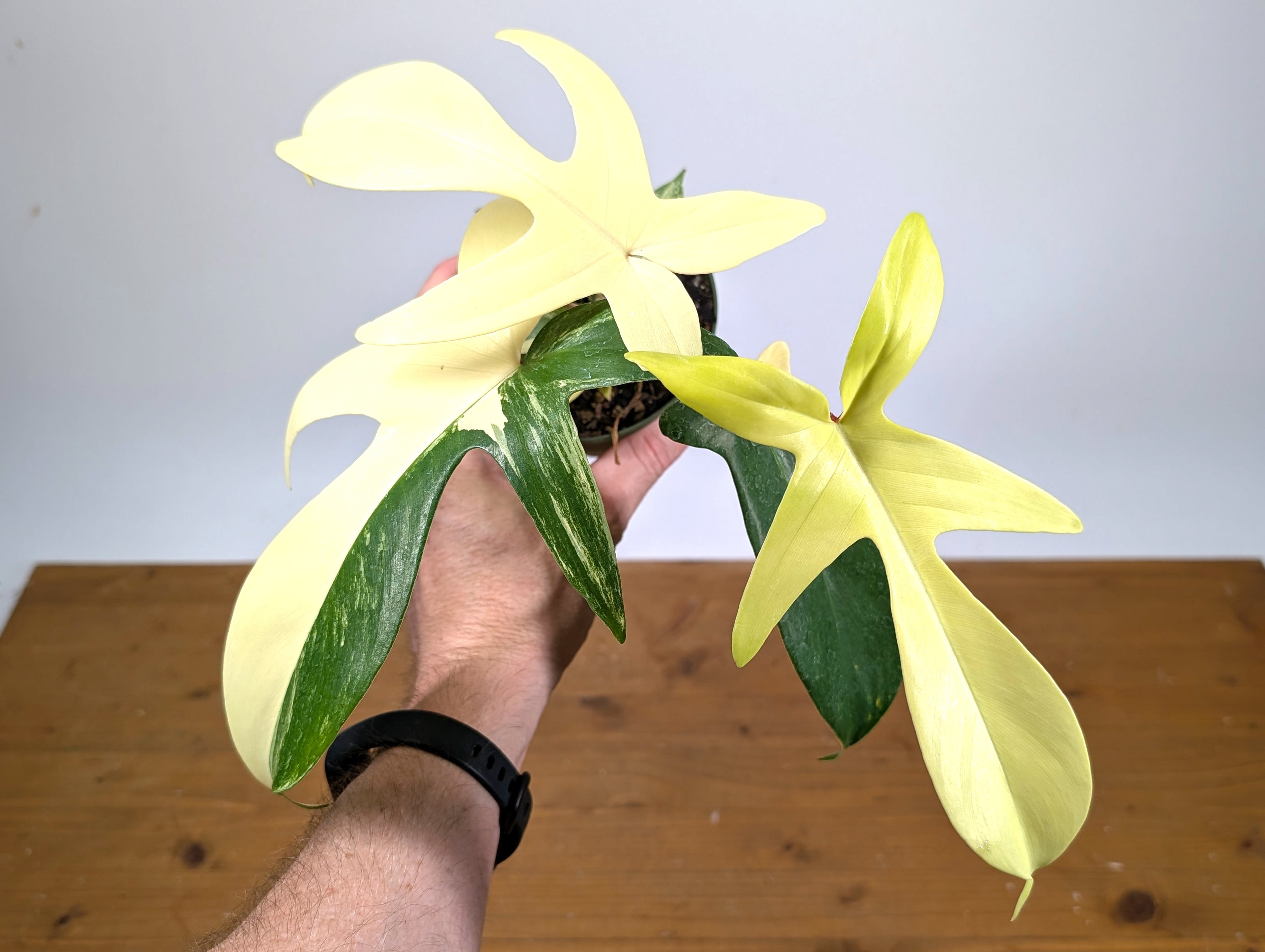Philodendron Florida Beauty Variegated Full Moon & Half Moon - Exact Plant Pictured 29A