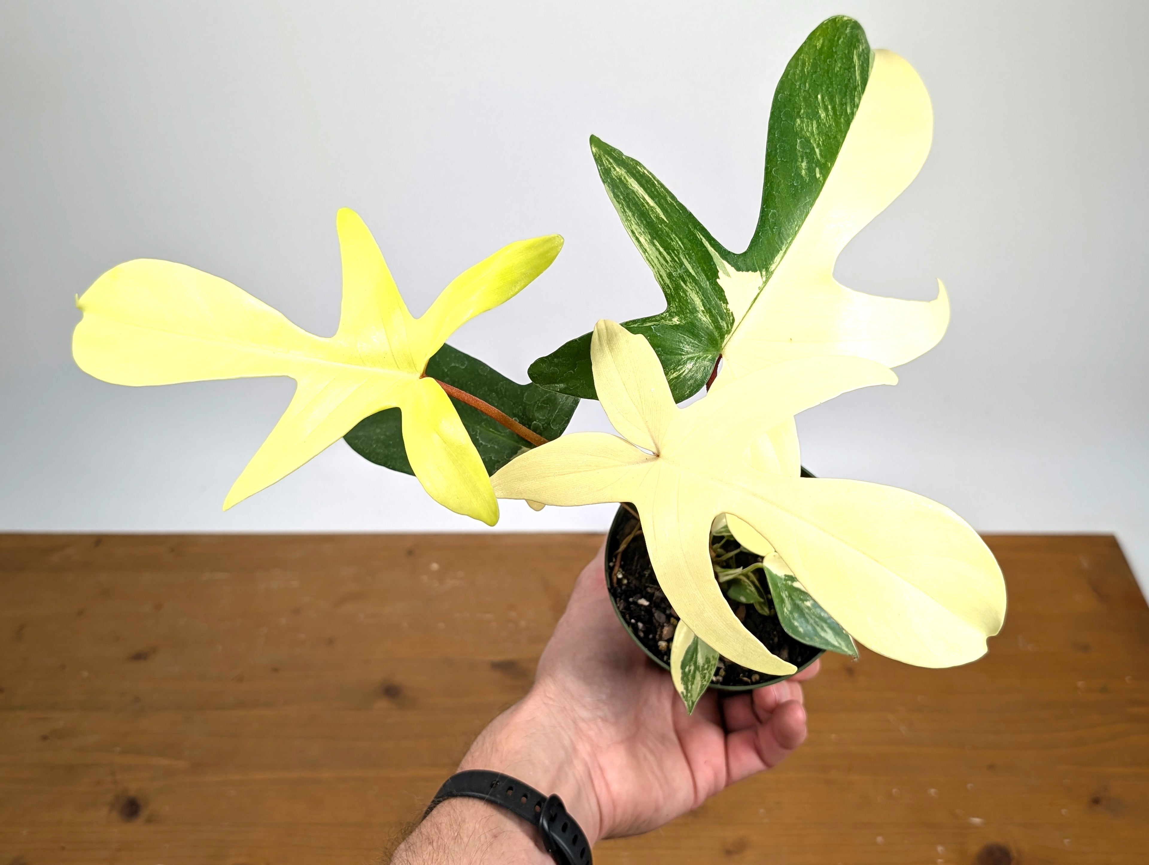 Philodendron Florida Beauty Variegated Full Moon & Half Moon - Exact Plant Pictured 29A