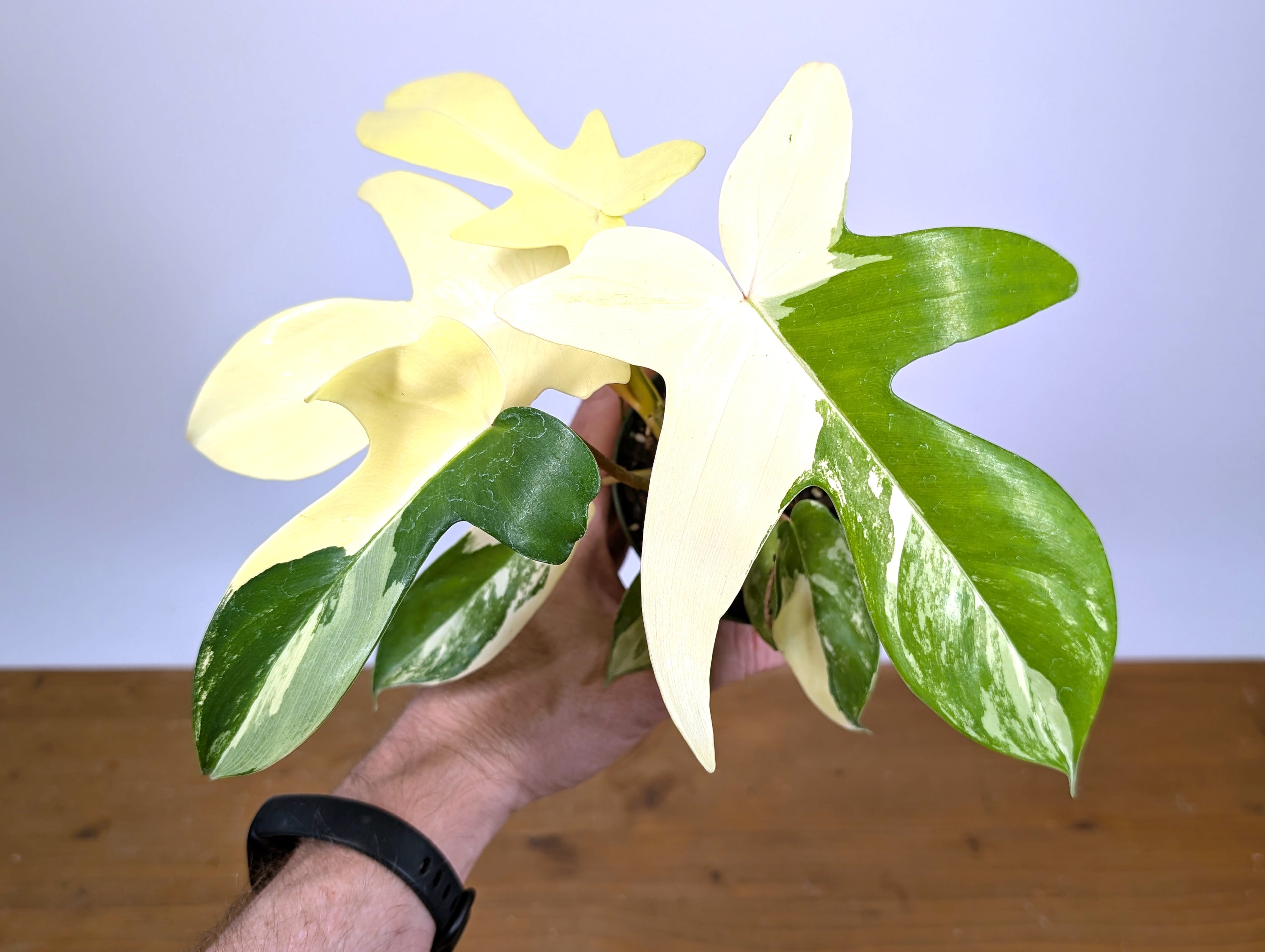 Philodendron Florida Beauty Variegated - Exact Plant Pictured 29B