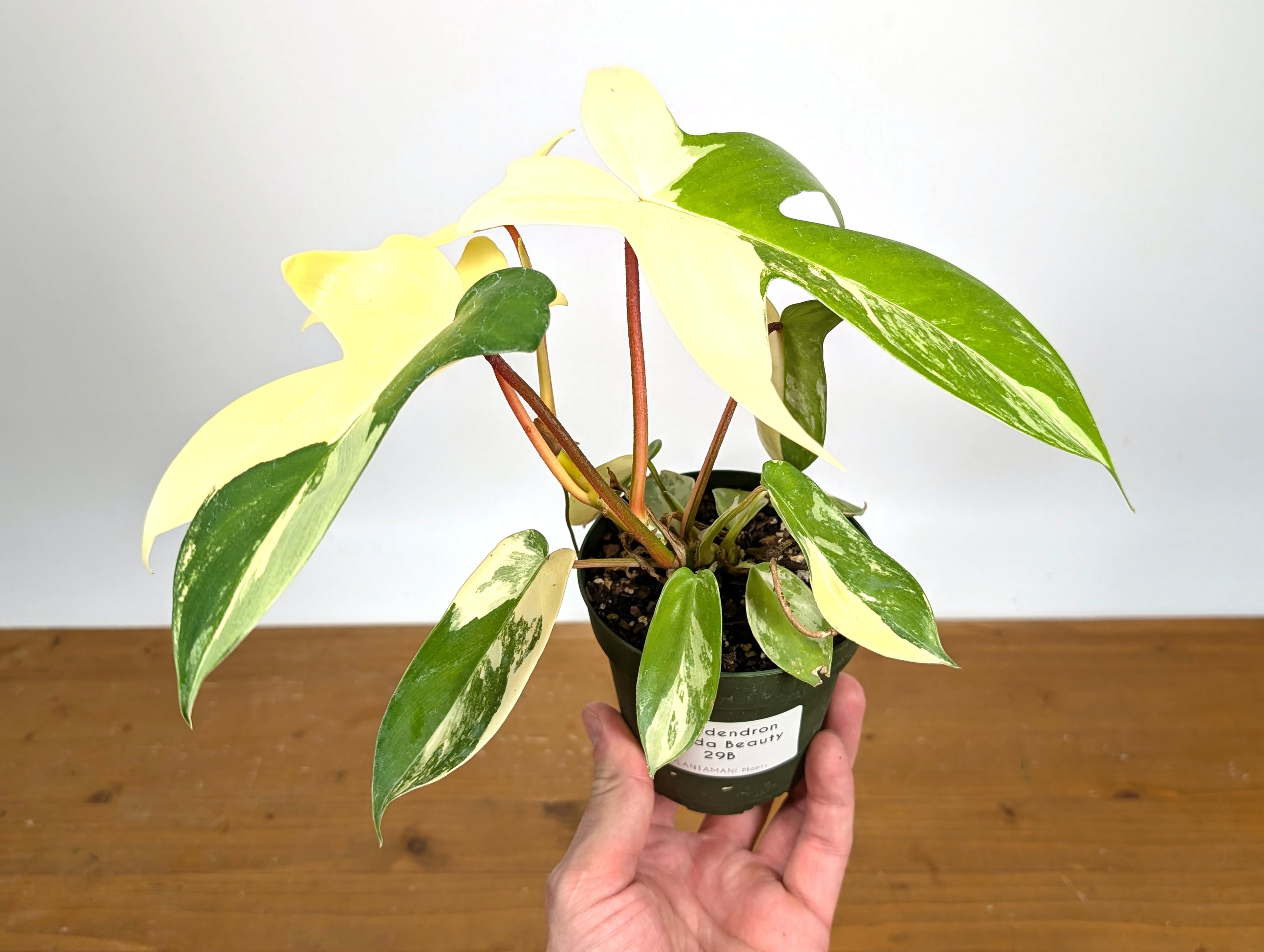Philodendron Florida Beauty Variegated - Exact Plant Pictured 29B