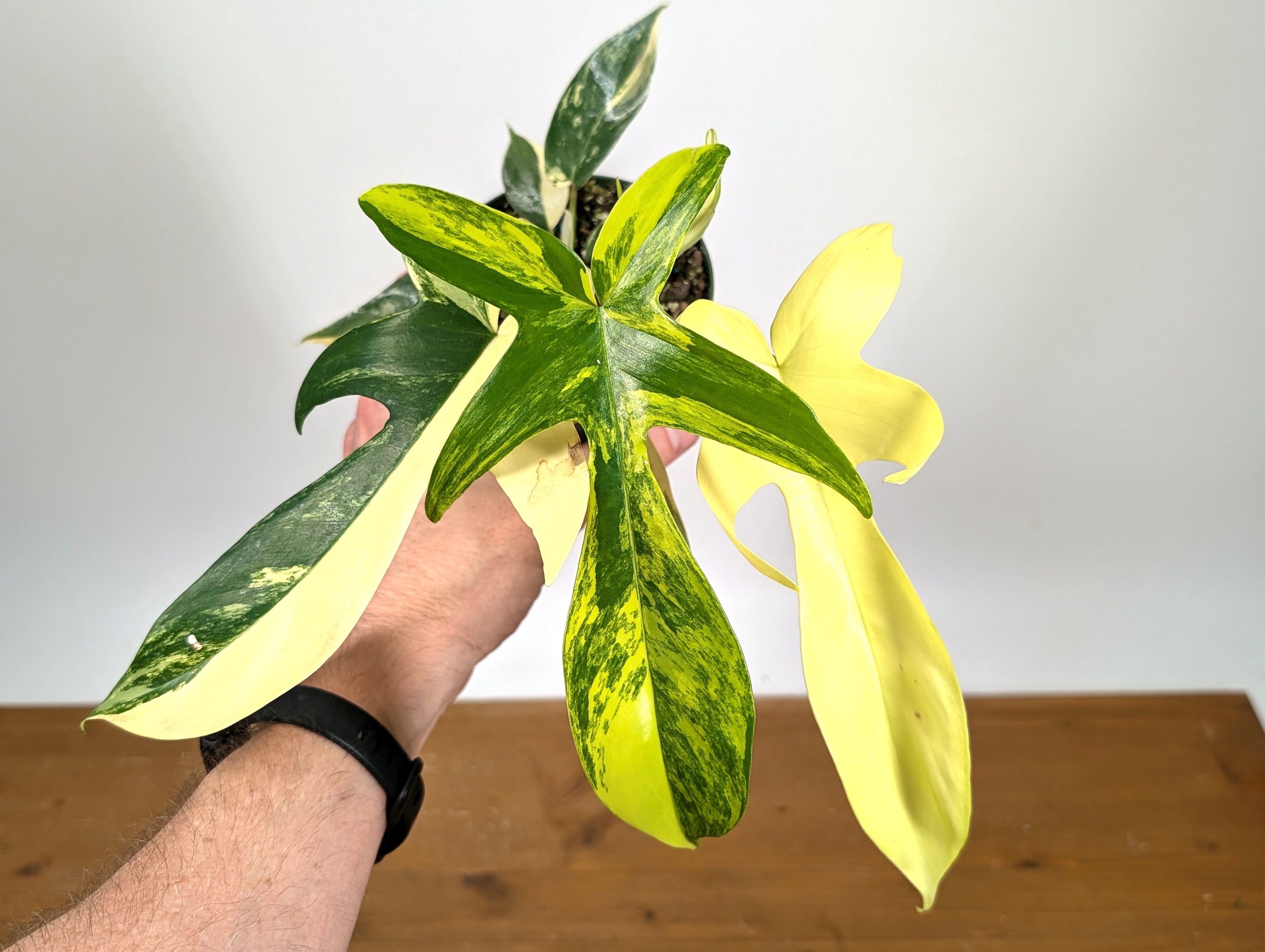Philodendron Florida Beauty Variegated - Exact Plant Pictured 29C