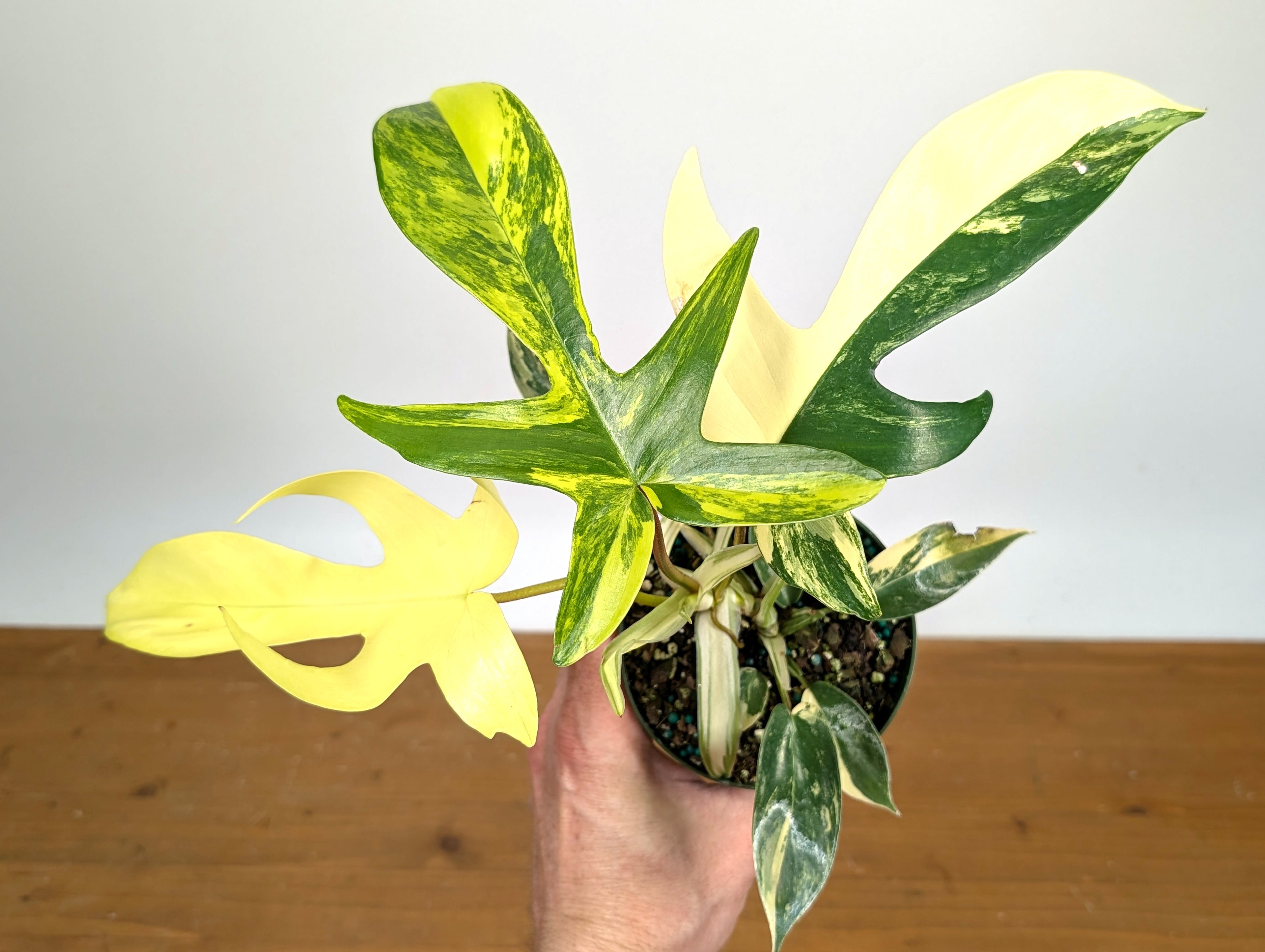 Philodendron Florida Beauty Variegated - Exact Plant Pictured 29C
