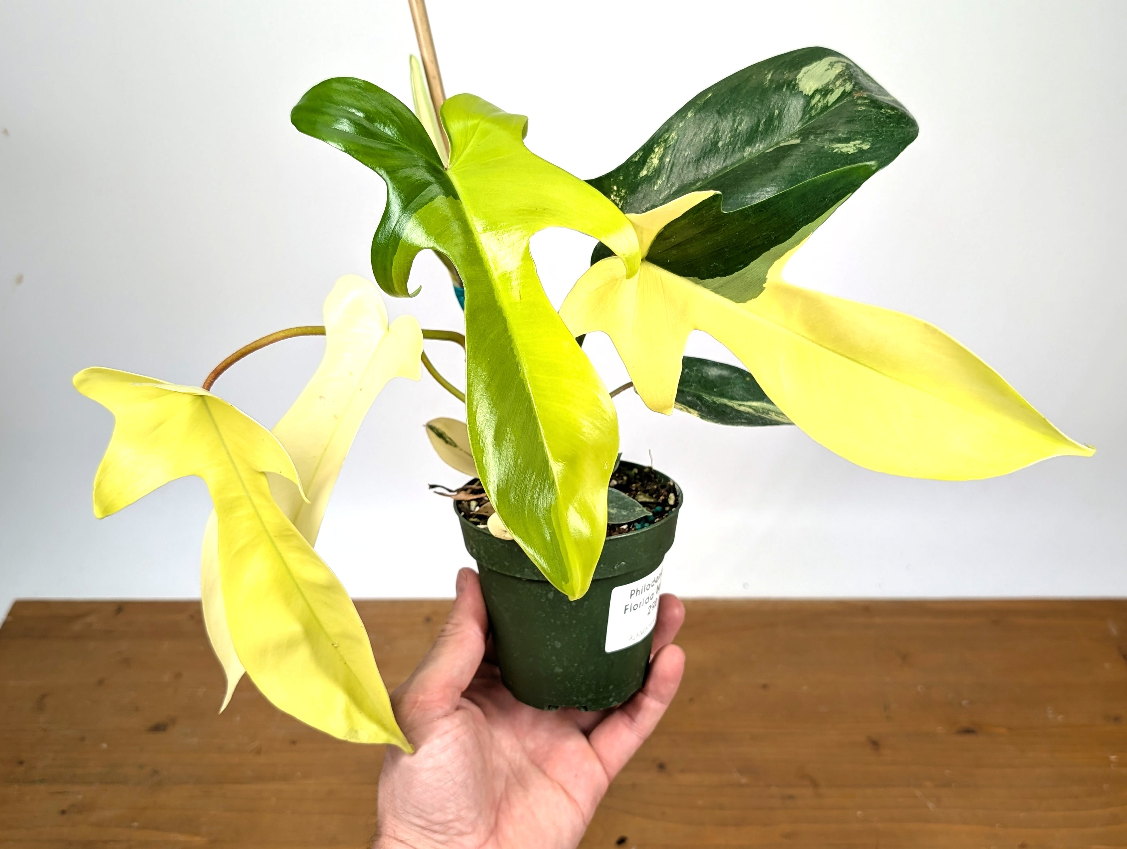 Philodendron Florida Beauty Variegated - Exact Plant Pictured 29D