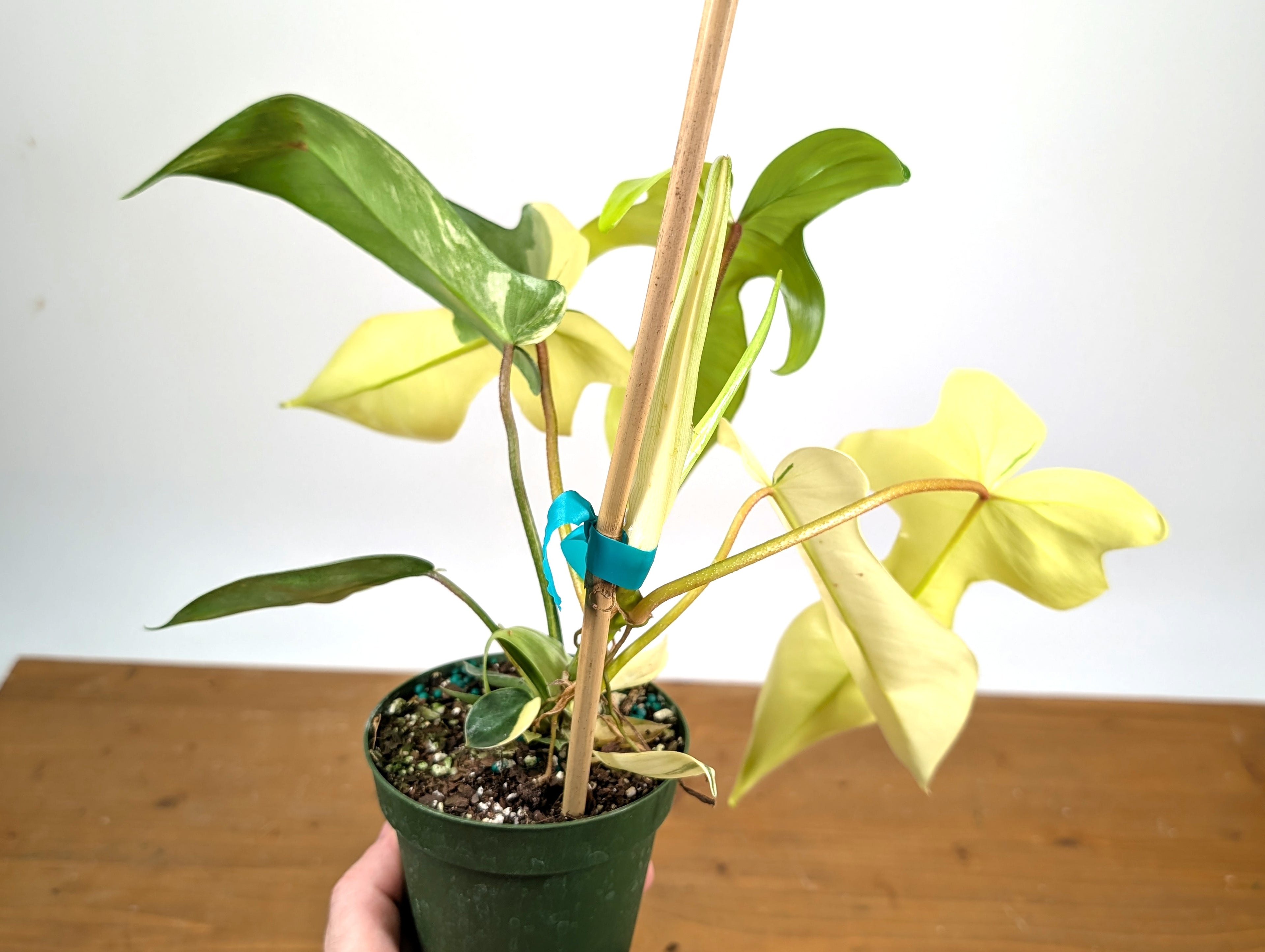 Philodendron Florida Beauty Variegated - Exact Plant Pictured 29D