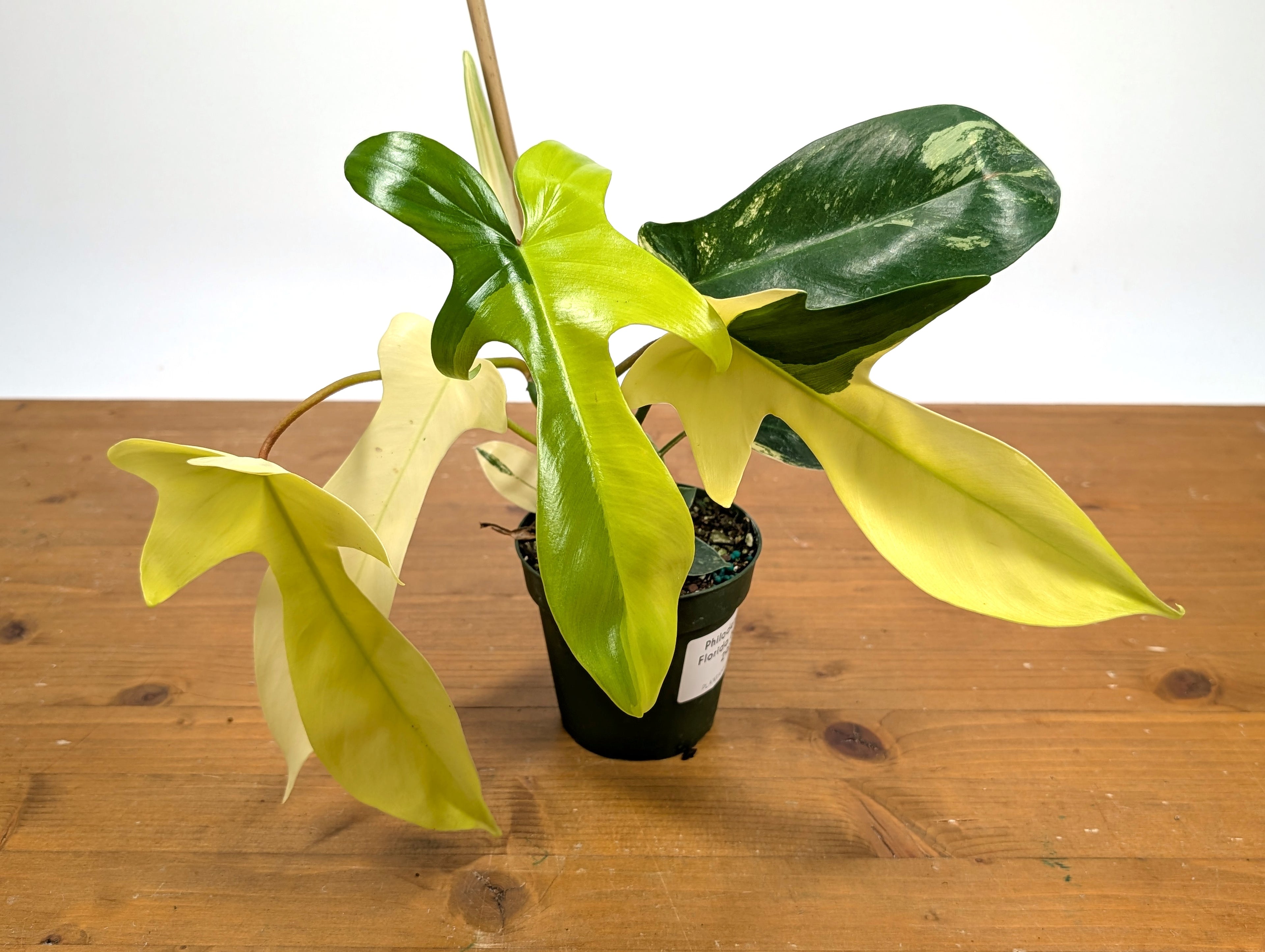 Philodendron Florida Beauty Variegated - Exact Plant Pictured 29D