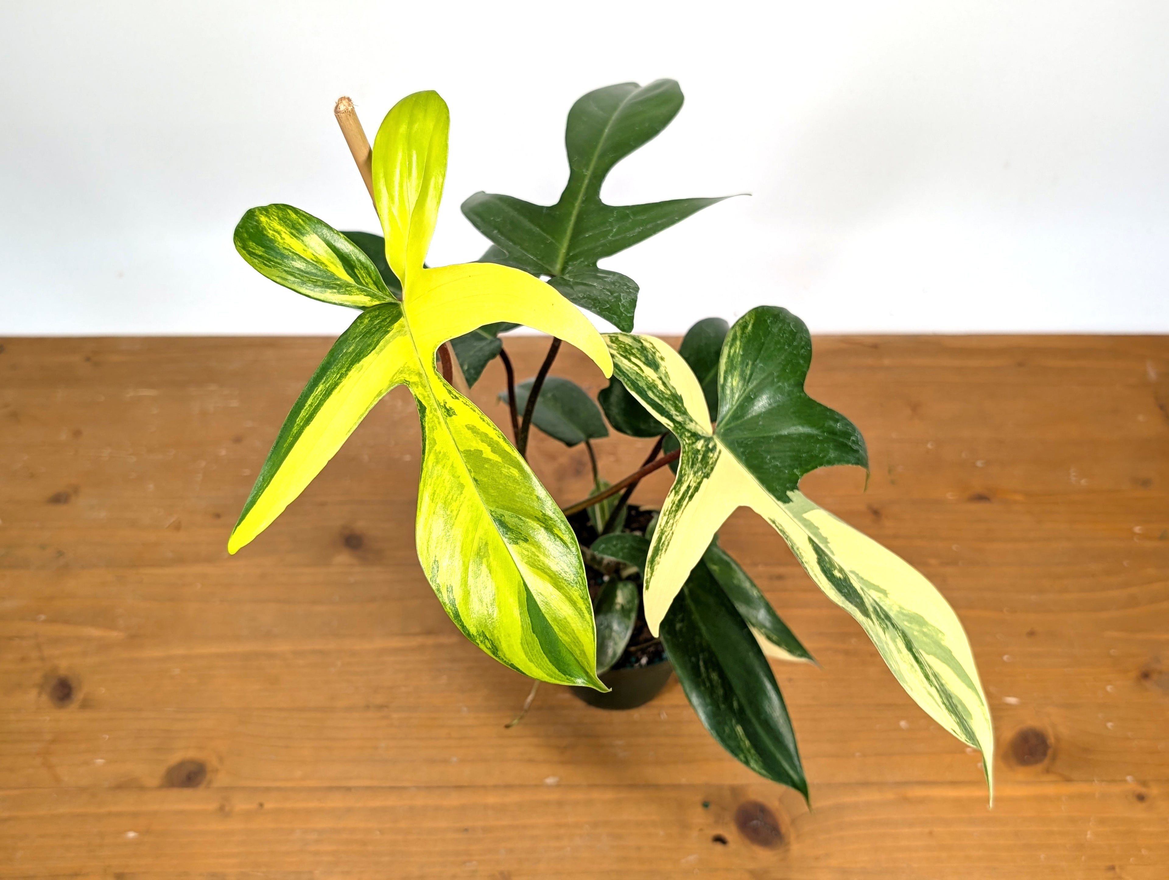 Philodendron Florida Beauty Variegated XL