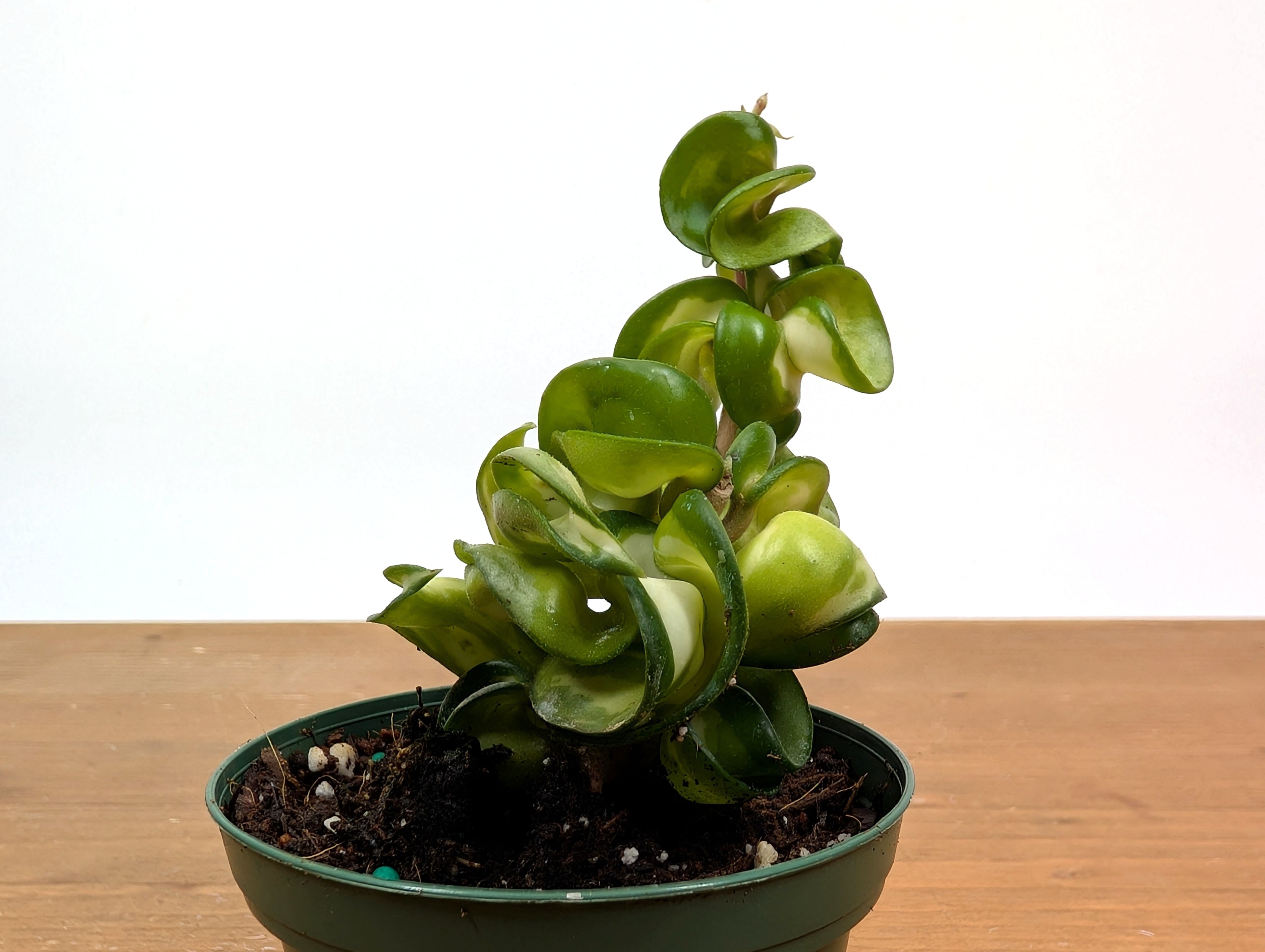 Hoya Mauna Loa Carnosa Compacta Inner Variegated Hindu Rope
