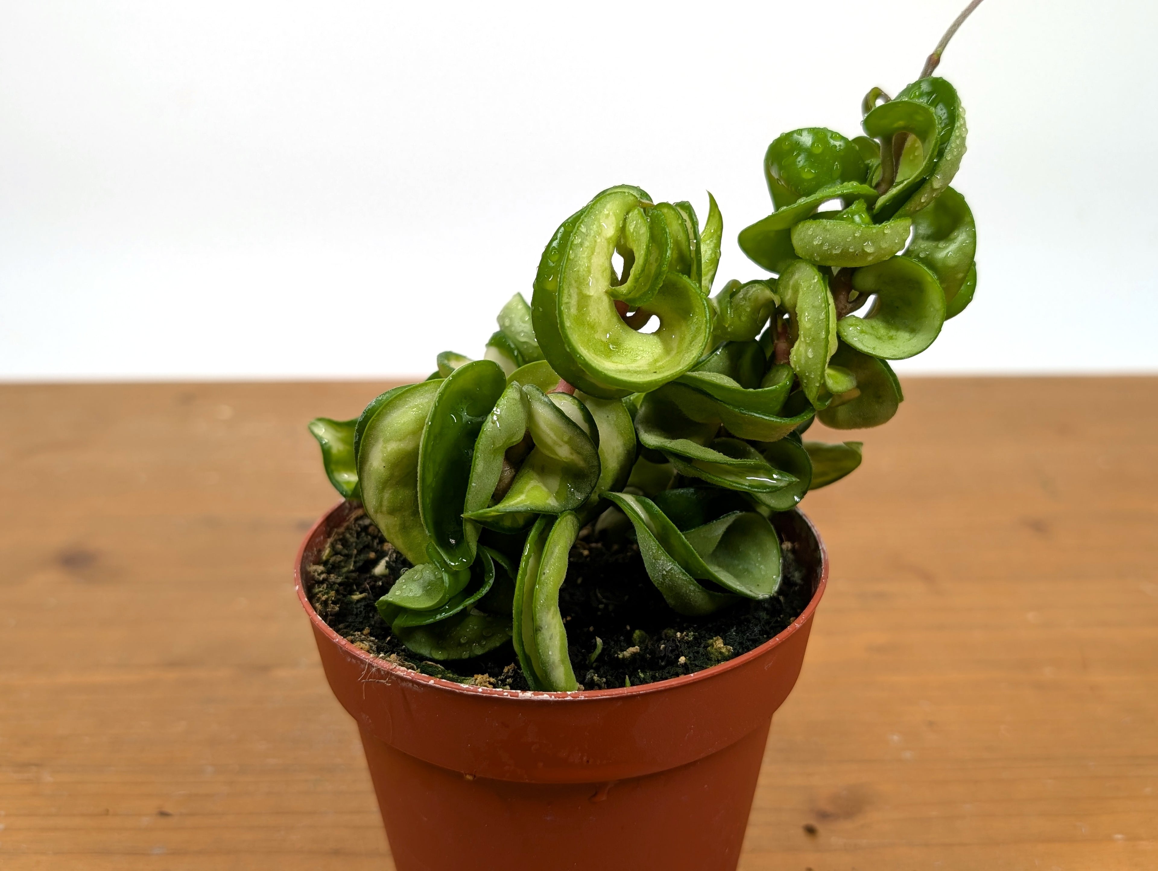 Hoya Mauna Loa Carnosa Compacta Inner Variegated Hindu Rope